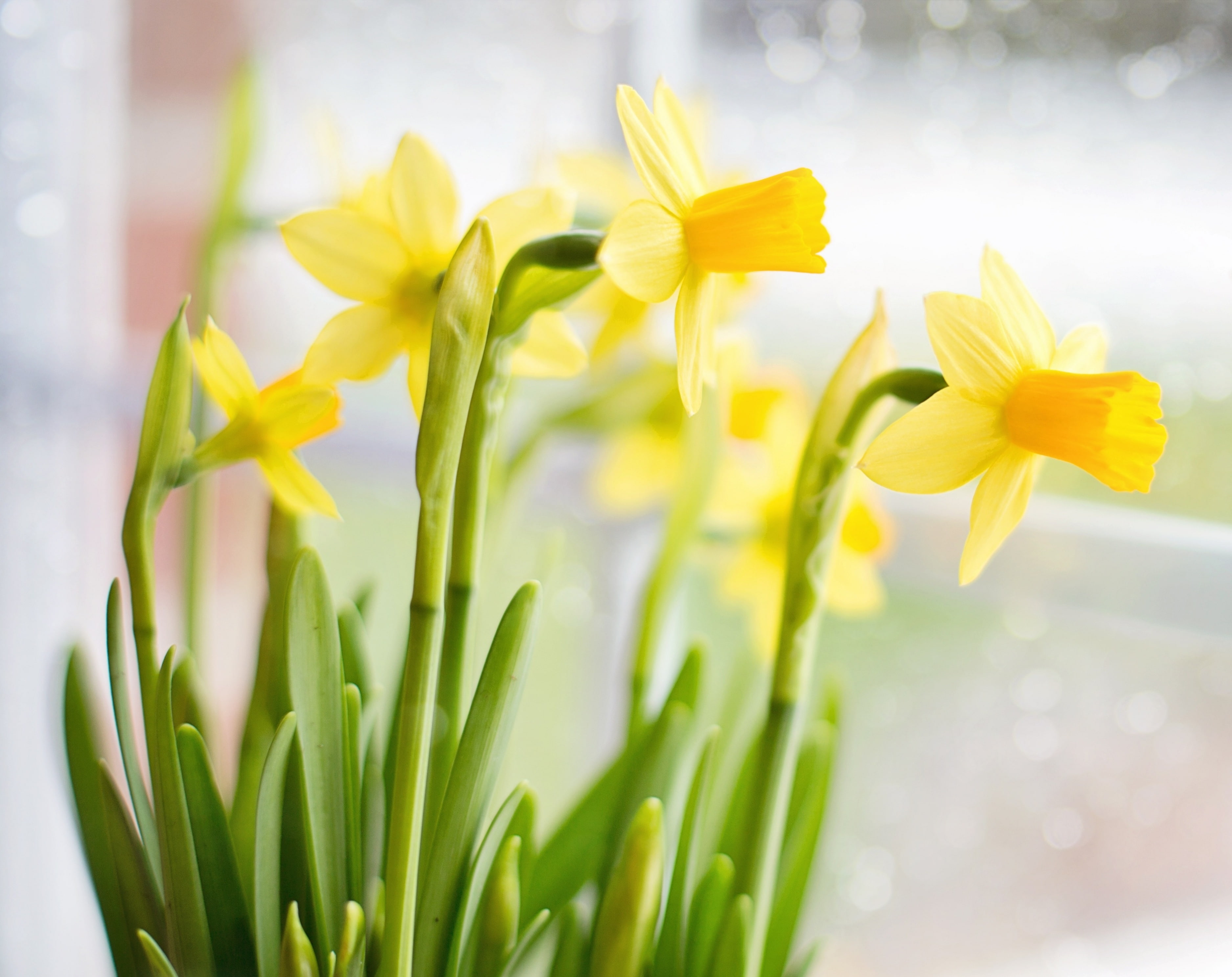 Narcissus, plant stem, fragility, springtime, Seasons, close-up, green color, nature, focus on foreground, vulnerability, near, Lovely, Yellow, plant, growth, HD Wallpaper