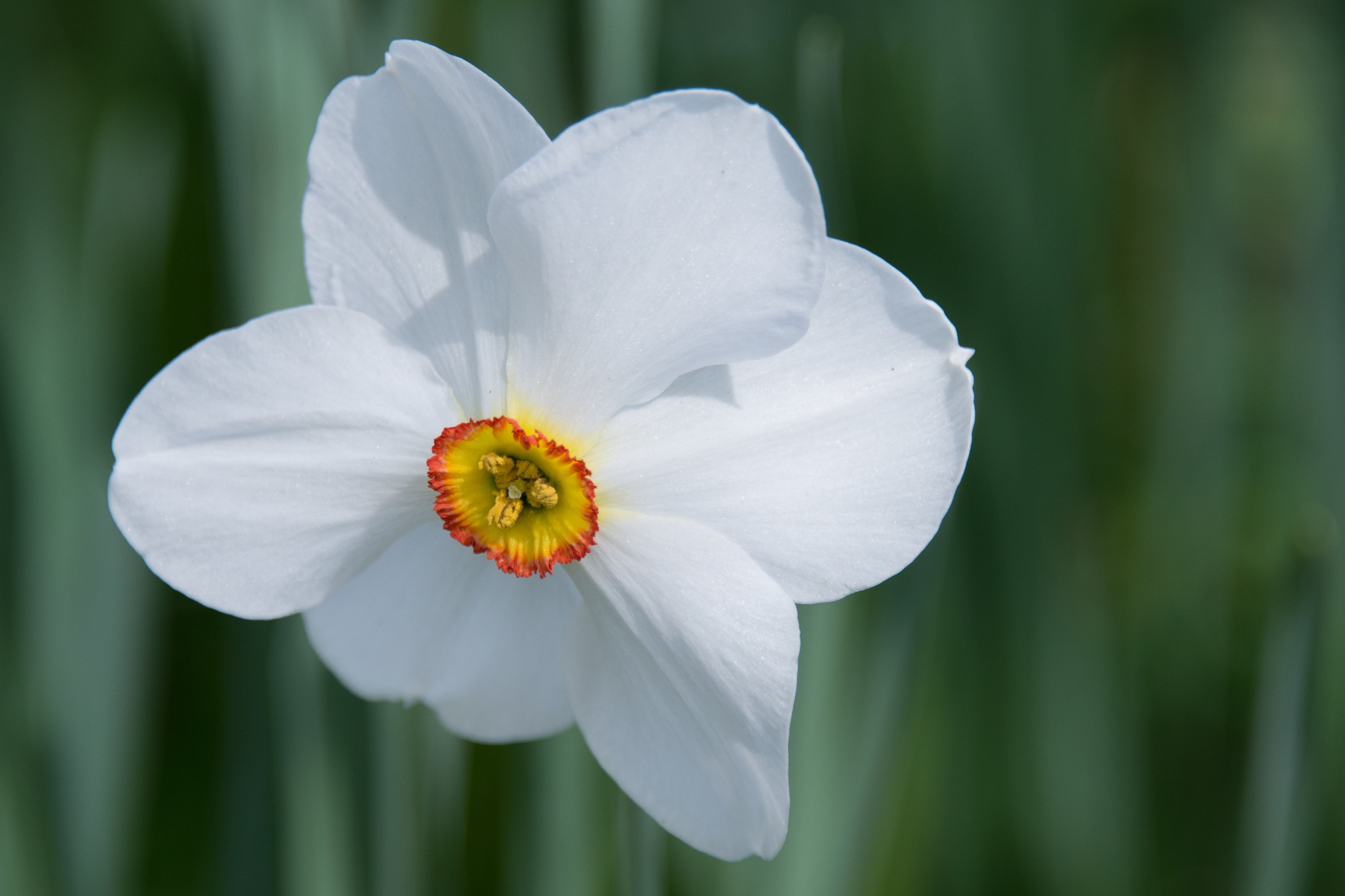 pollen, inflorescence, selective, no people, white color, nature, 4K, growth, narcissus, spring, petal, flower Head, outdoors, summer, flowering plant, HD Wallpaper