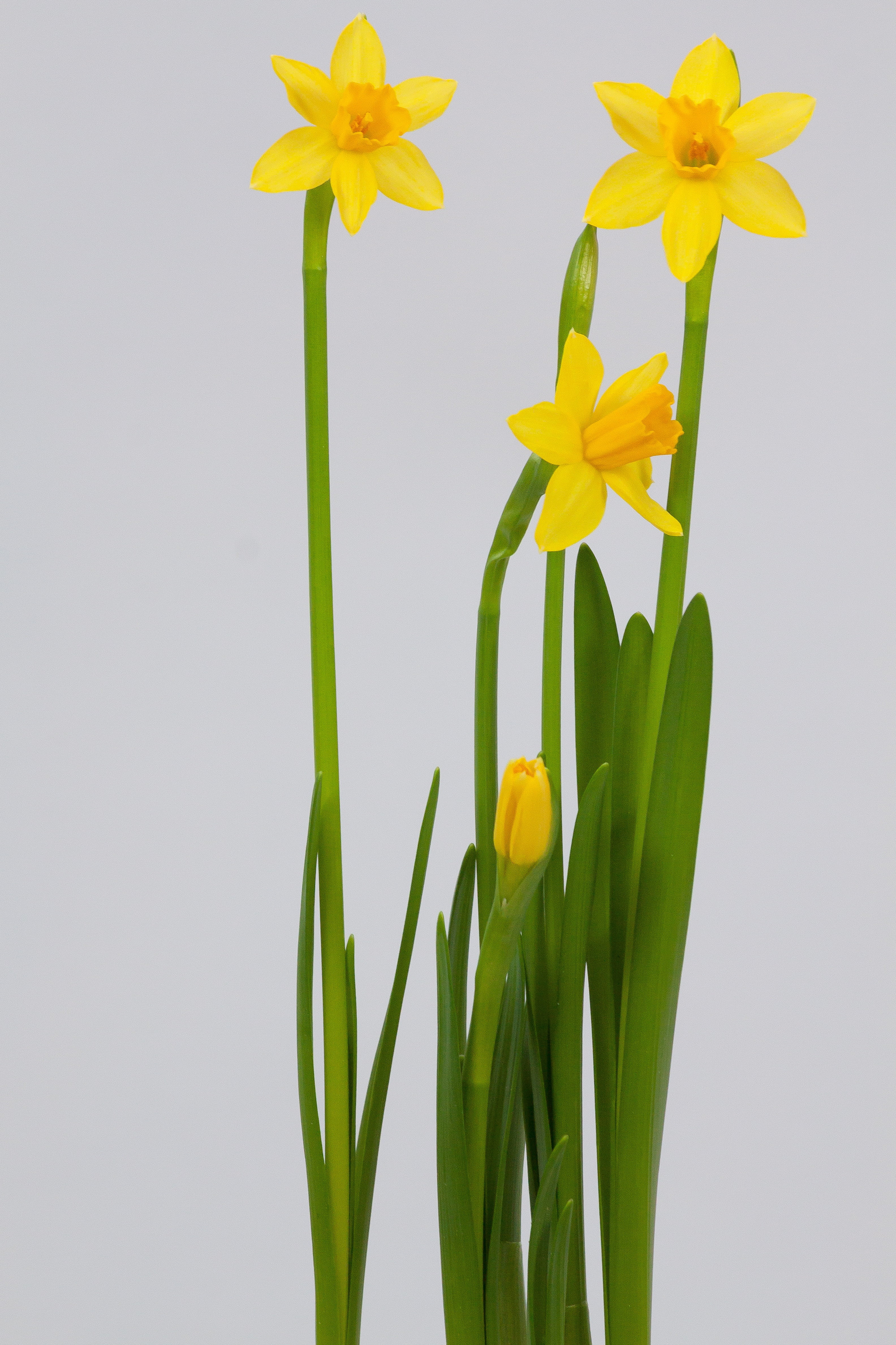 inflorescence, springtime, blossom, easter greeting, easter, plant, petaled, map, petal, growth, flower head, close-up, indoors, fragility, fund, flowering plant, Phone HD Wallpaper