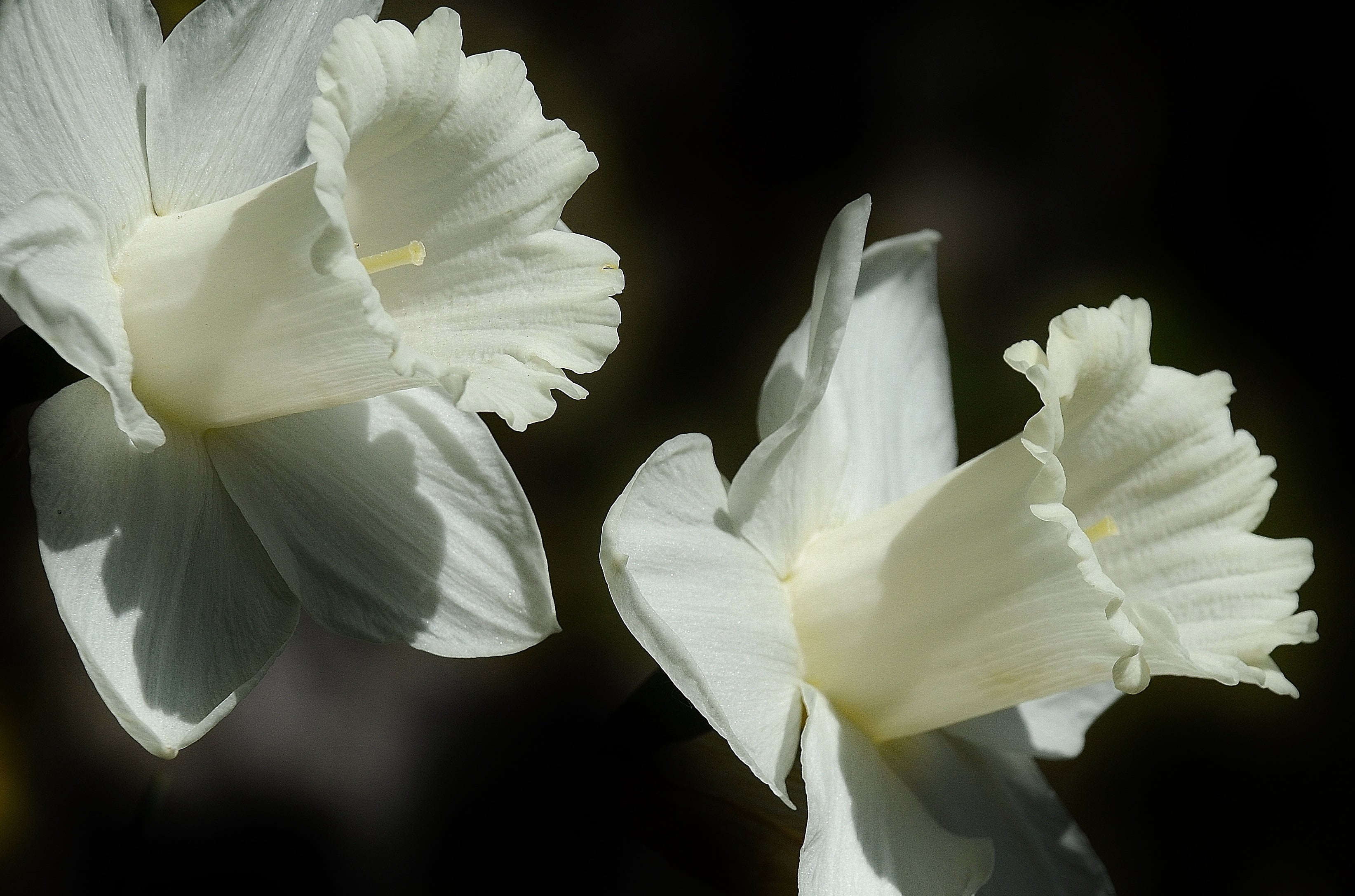 daffodil, macro, fragility, growth, no People, lily, flower Head, studio shot, leaf, blossom, flower, vulnerability, white, inflorescence, flowers, white color, HD Wallpaper