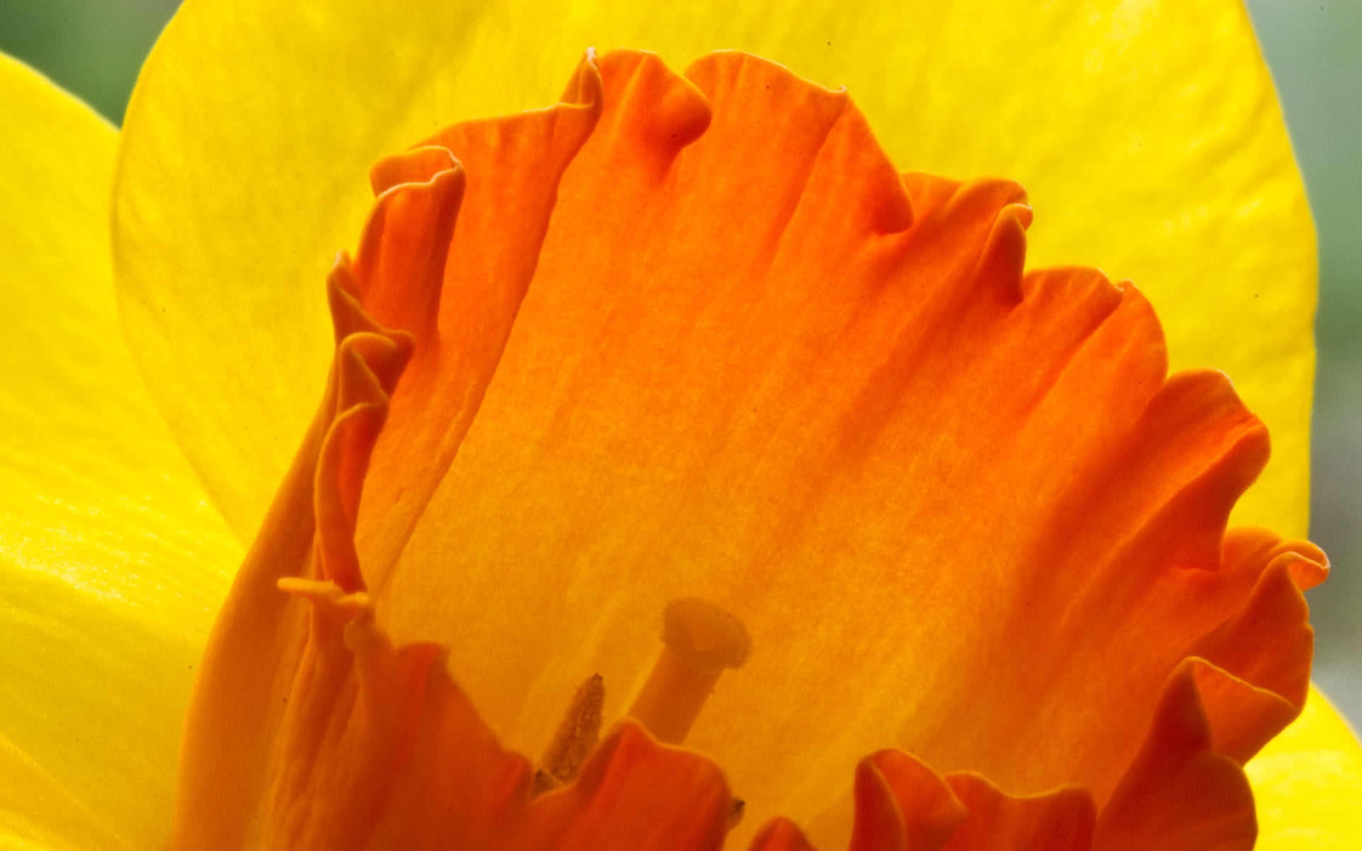 flower head, nature, close-up, day, no people, fragility, vulnerability, 1080P, orange, inflorescence, softness, pollen, petal, yellow, freshness, plant, HD Wallpaper