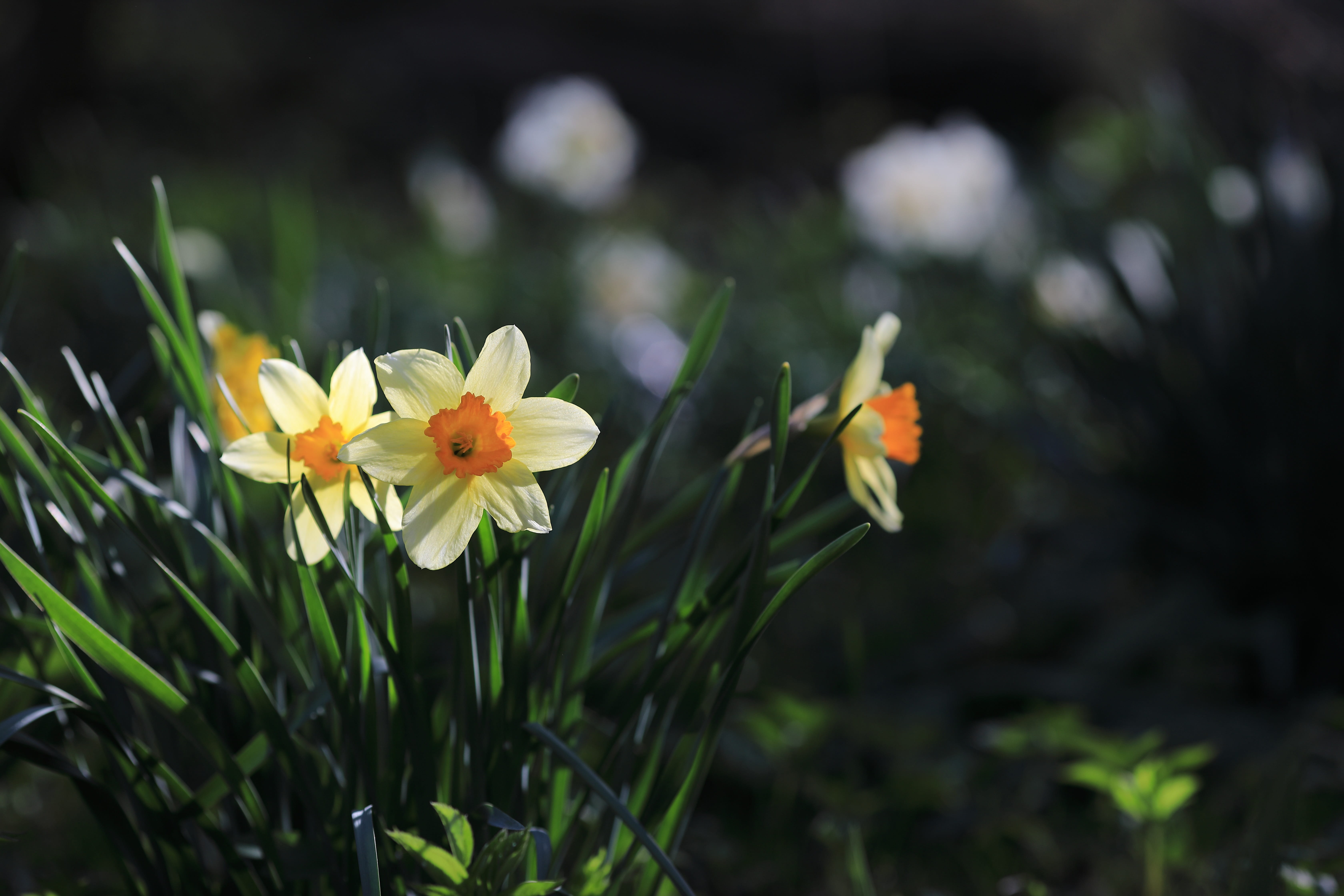 close-up, beauty in nature, petal, focus on foreground, flower, flowering plant, freshness, pollen, flower head, floral, fragility, outdoors, no people, HD Wallpaper