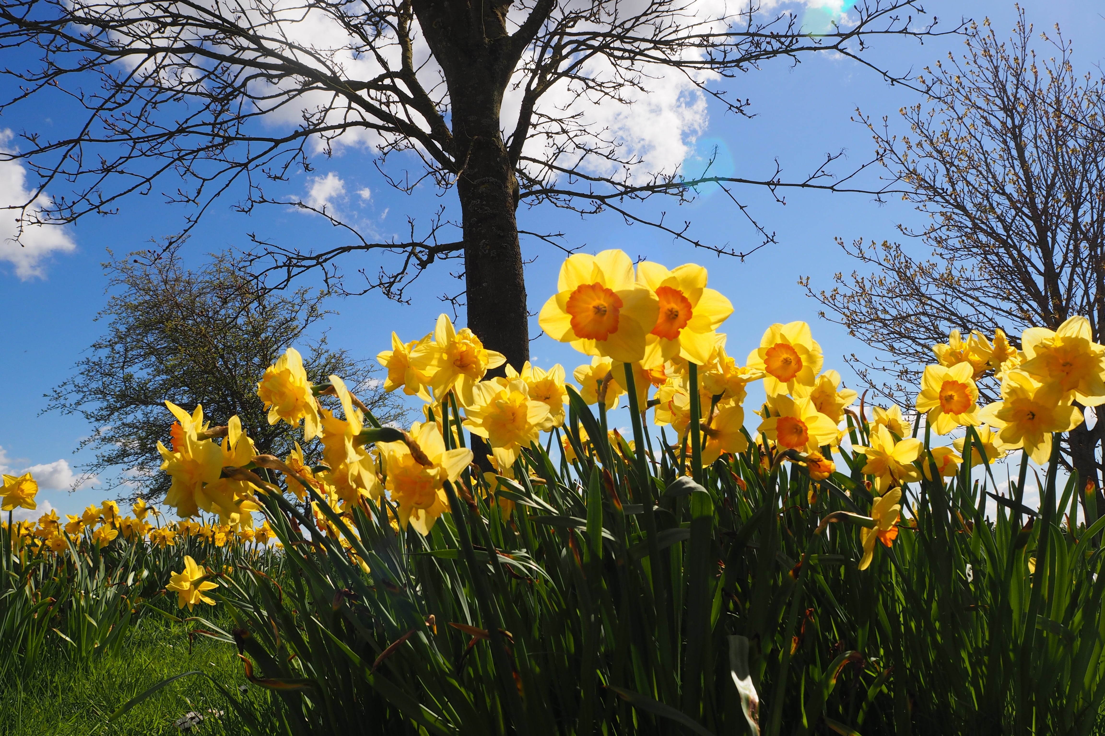 flower head, daffodil, day, land, outdoors, fragility, beauty in nature, sky, 4K, bloom, daytime, nature, blossom, vulnerability, springtime, daffodils, HD Wallpaper