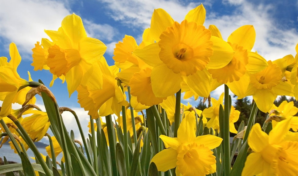 480P, narcissus, yellow, flower, HD Wallpaper