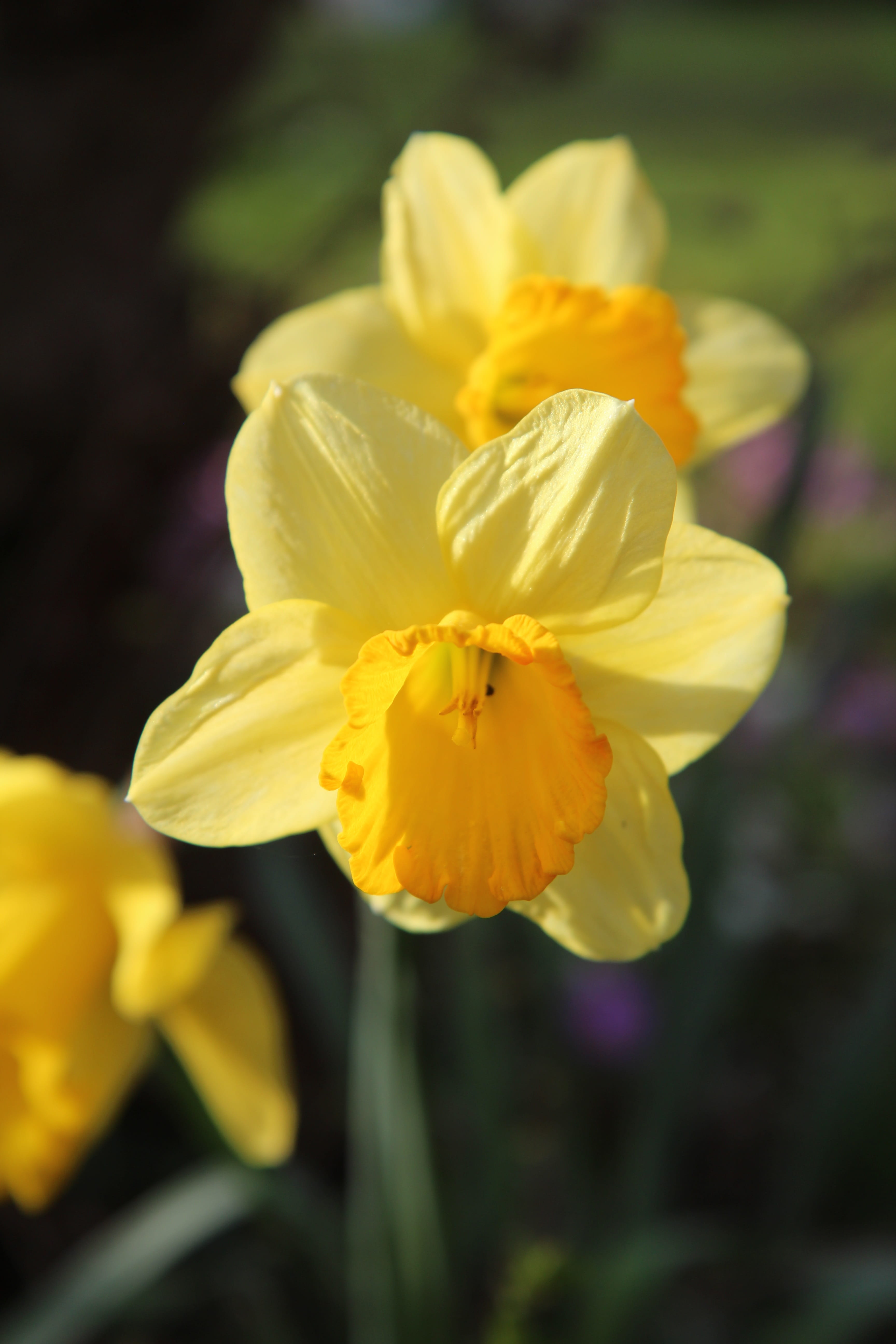 plant, no people, yellow, 5K, narcissus yellow, nature, flower head, flowering, vulnerability, purple, selective focus, fragility, inflorescence, focus on foreground, Phone HD Wallpaper