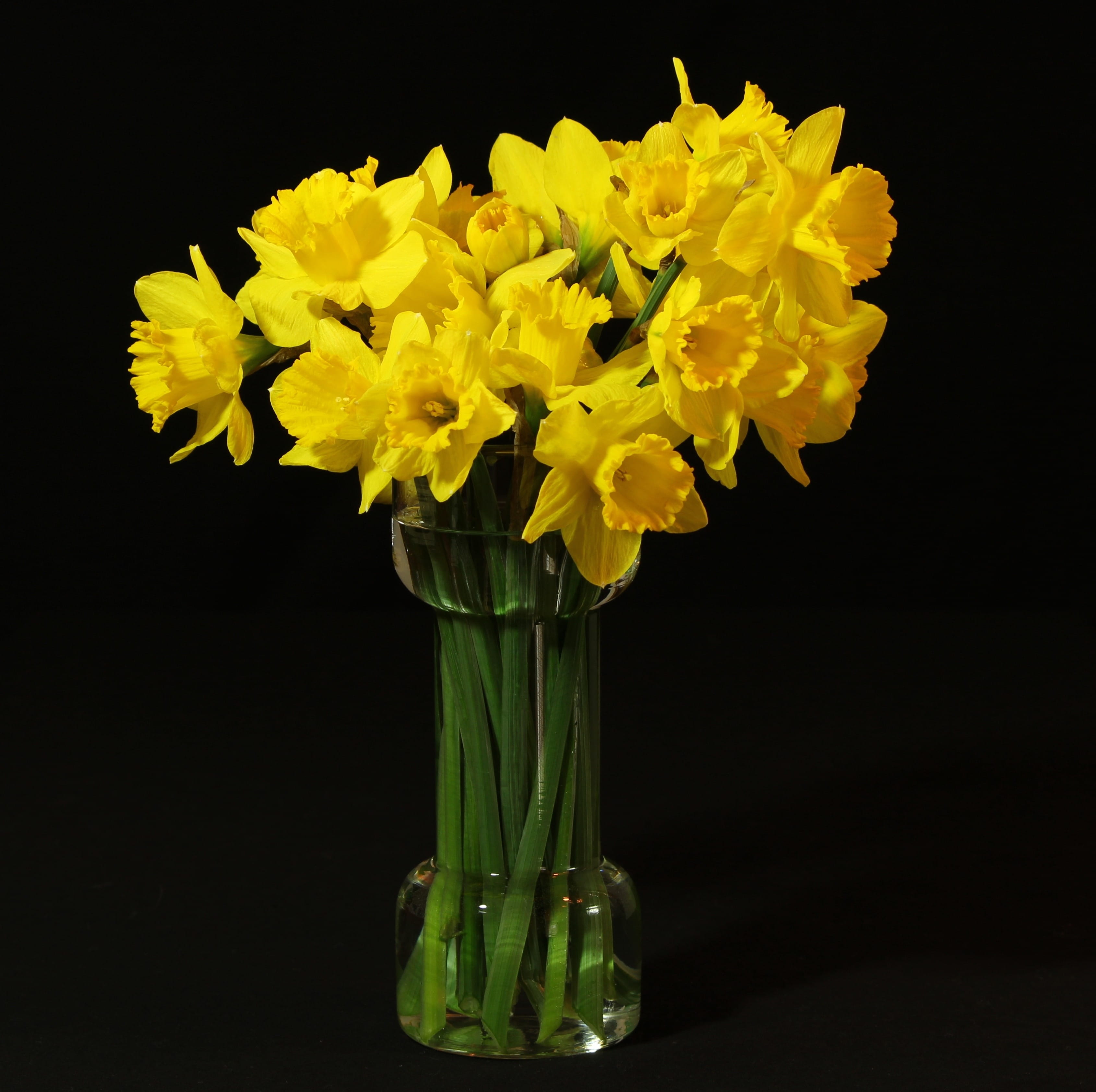 flower head, bouquet, freshness, indoors, close-up, spring flowers, decoration, fragility, yellow, amaryllidoideae, flowers, vulnerability, nature, growth, HD Wallpaper