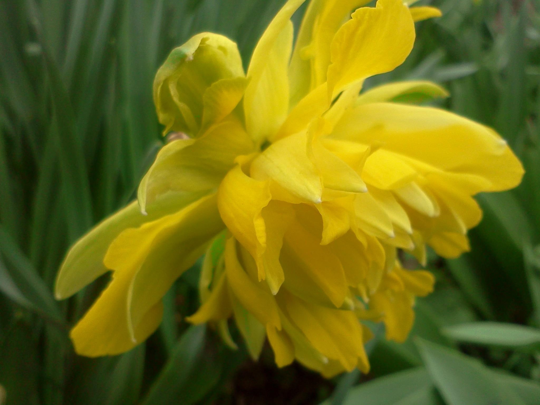 yellow, spring, narcissus, 3d and abstract, 1080P, garden, HD Wallpaper