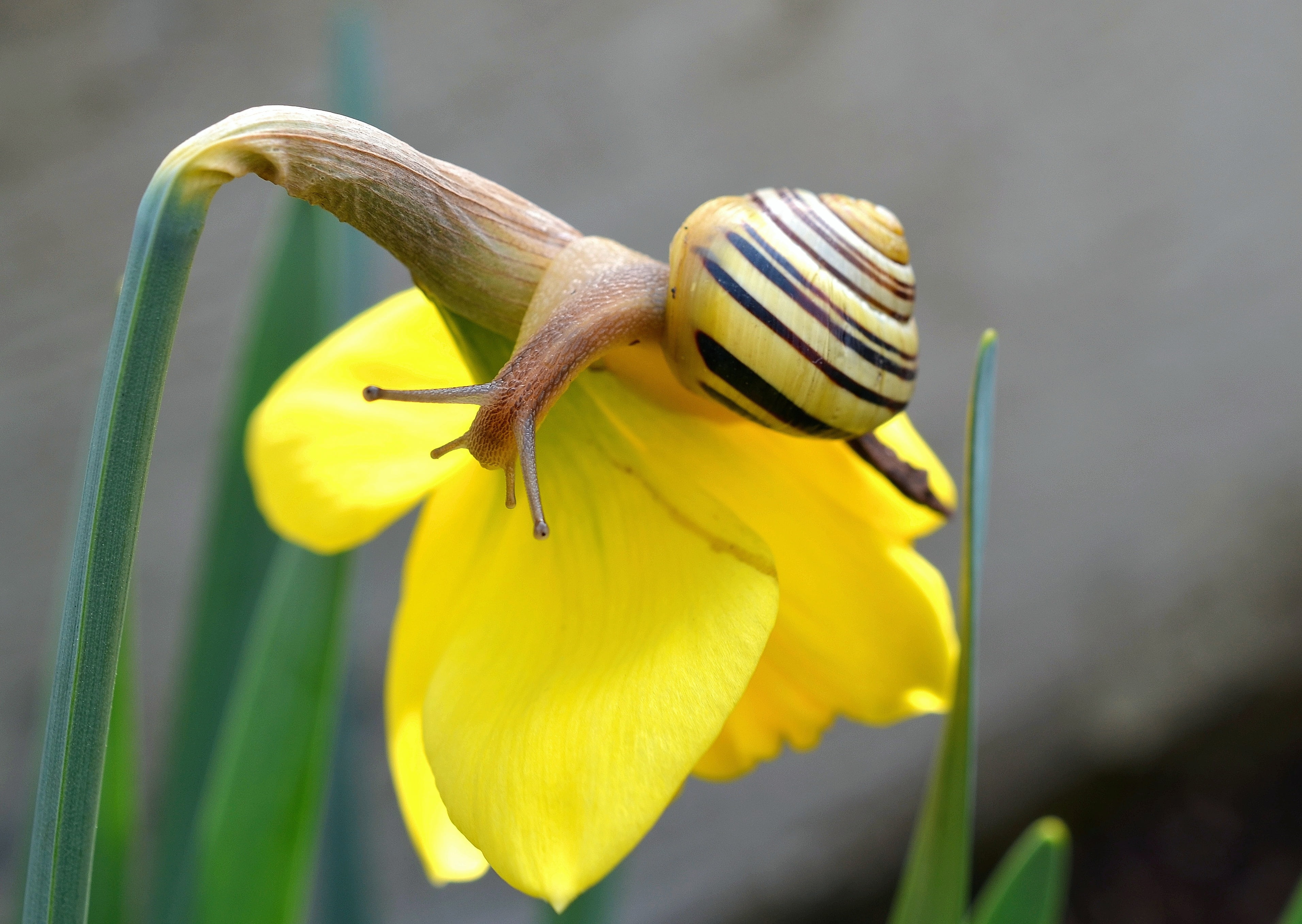 one animal, animal, mollusk, blossom, bloom, close, nature, flower, snail, flower head, macro, 2K, animal themes, vulnerability, fragility, plant, no people, HD Wallpaper