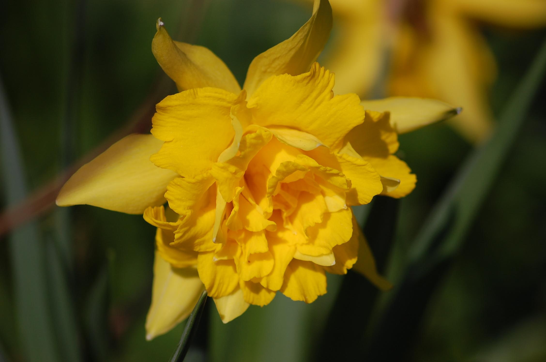 yellow, spring, narcissus, daffodil, 1080P, double, 3d and abstract, HD Wallpaper