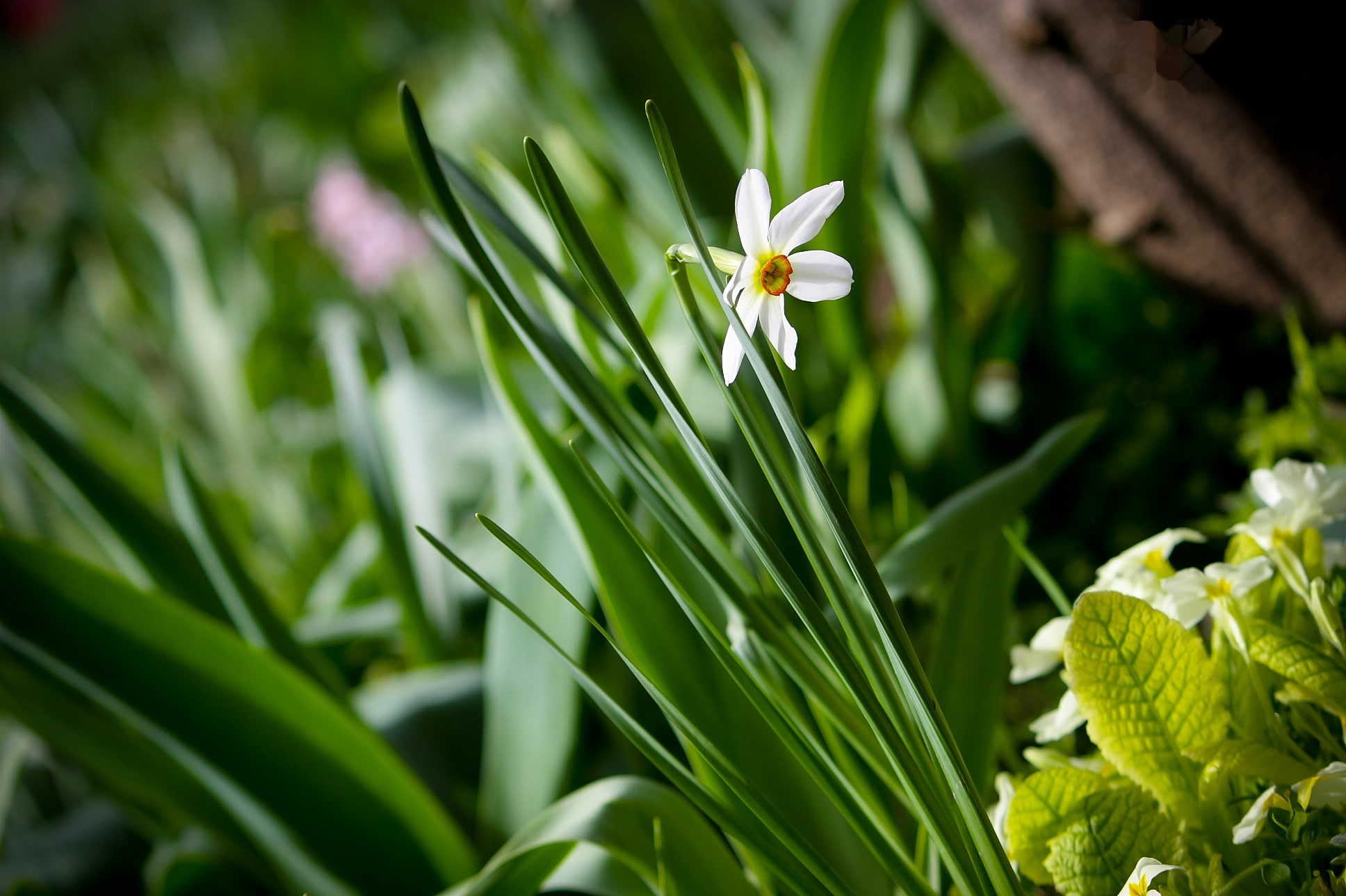 1080P, green, narcissus, close-up, HD Wallpaper