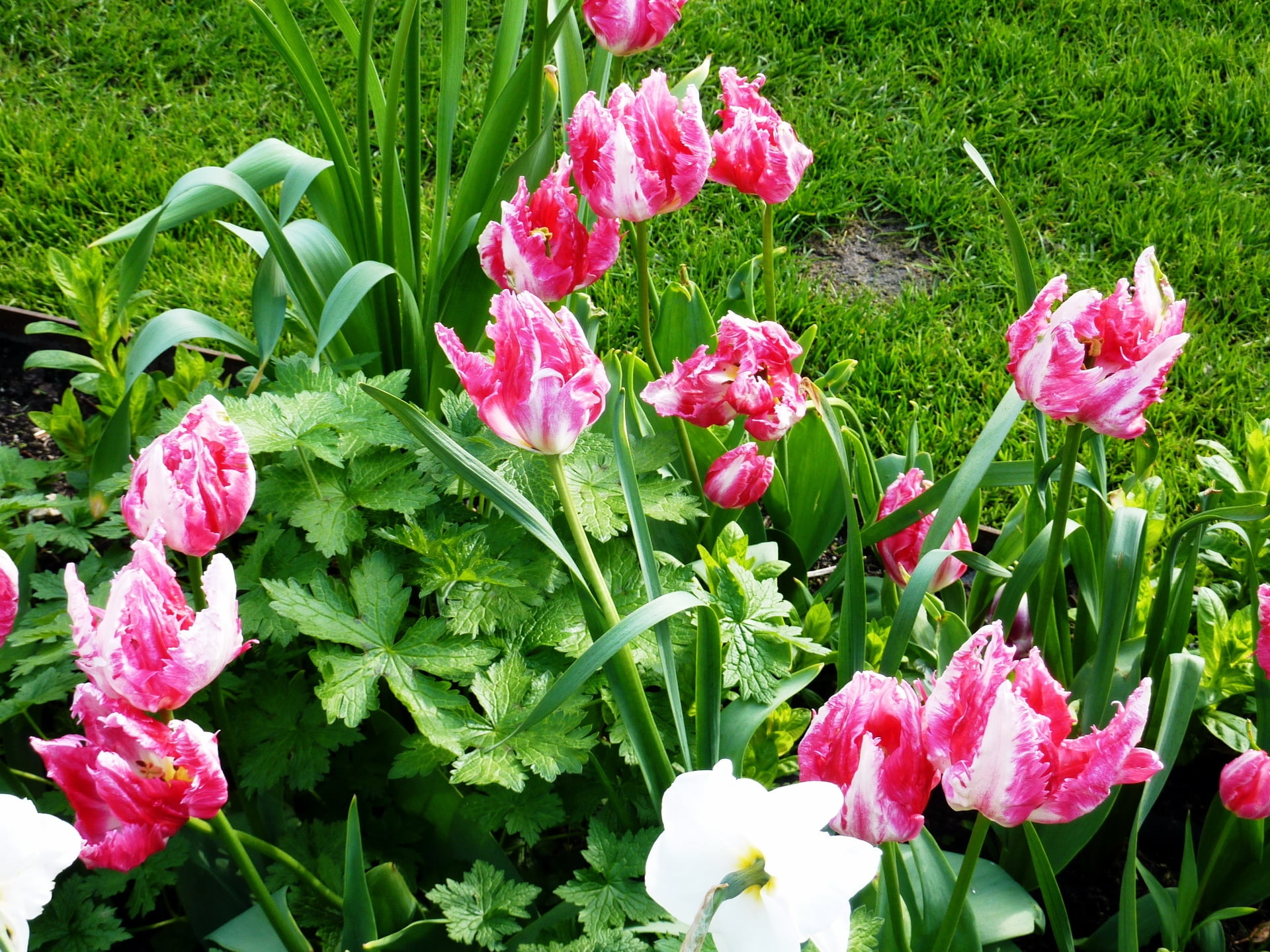 springtime, formal Garden, flowering plant, vibrant Color, fragility, plant part, bouquet, multi Colored, tulip, growth, vulnerability, pink, gardening, HD Wallpaper