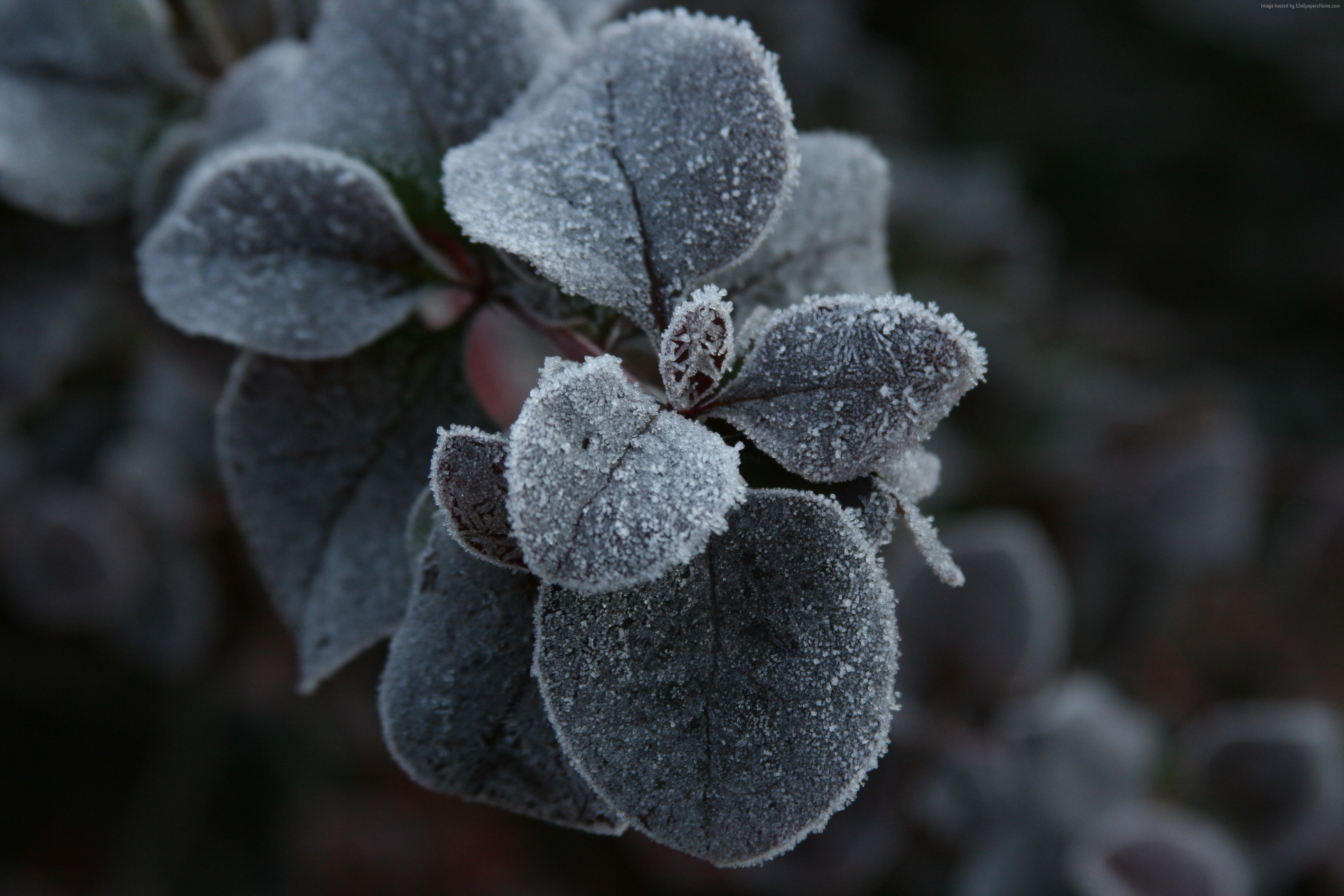 flowers, 5k, Red Geranium, 4k, 4K, frost, macro, HD Wallpaper