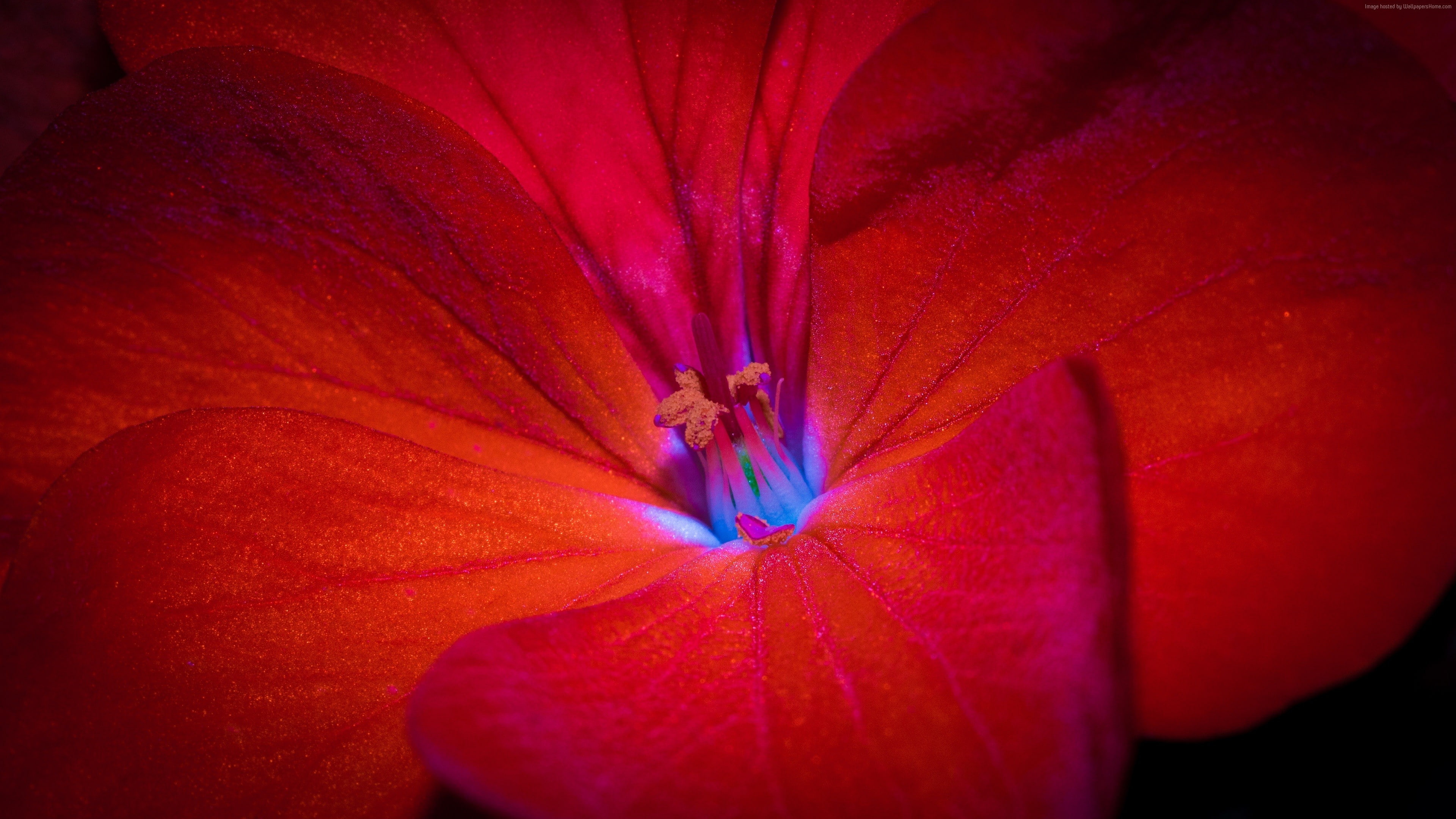 red, flowers, 4k, macro, 5k, 4K, Geranium, HD Wallpaper
