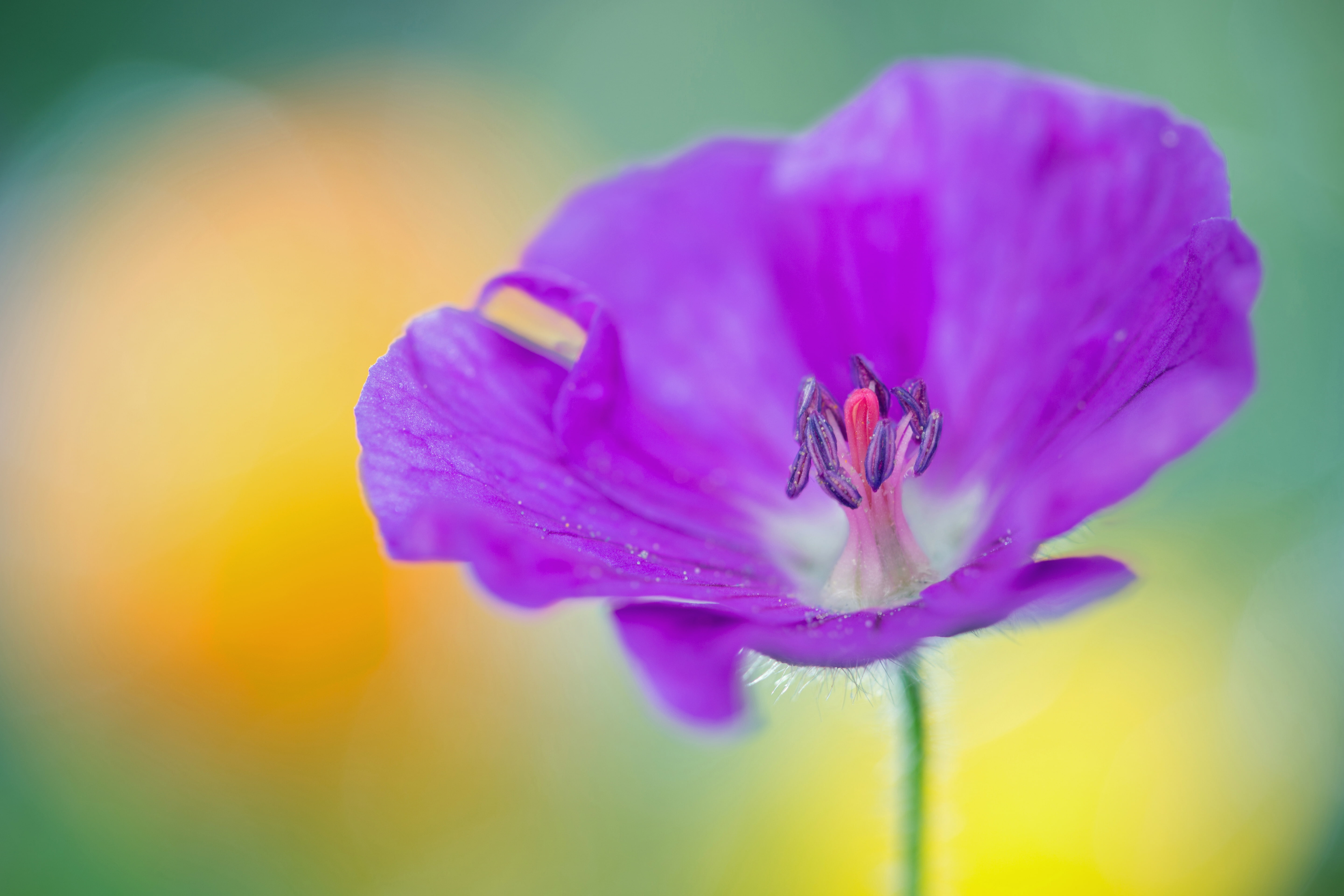 5K, Geranium, Purple flowers, 4K, HD Wallpaper