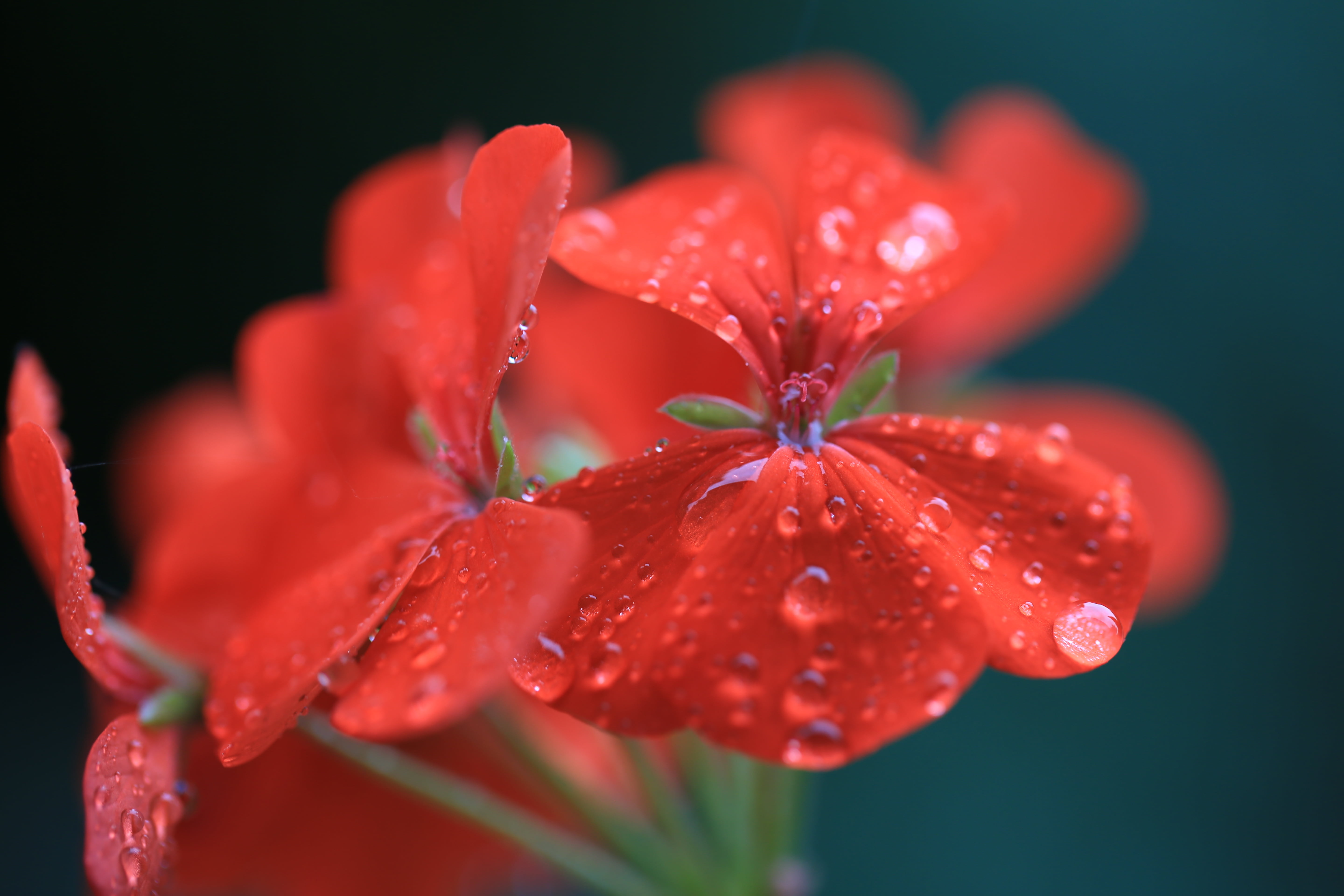 flower Head, color Image, multi Colored, colors, pollen, softness, water, inflorescence, beauty In Nature, outdoors, formal Garden, single Flower, leaf, HD Wallpaper