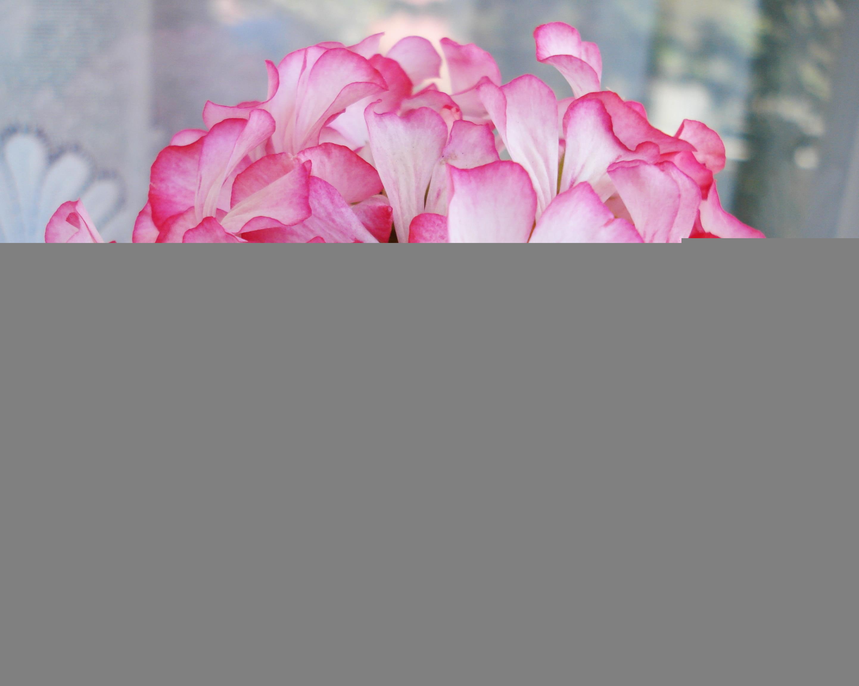 2K, flowers, geranium, pink, flower, HD Wallpaper
