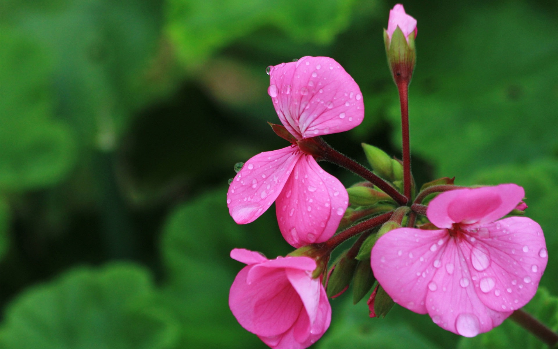 dew, flower head, flower, summer, no people, growth, geranium, beautiful, raindrop, outdoors, focus on foreground, water, pink color, pollen, petaled, vulnerability, HD Wallpaper