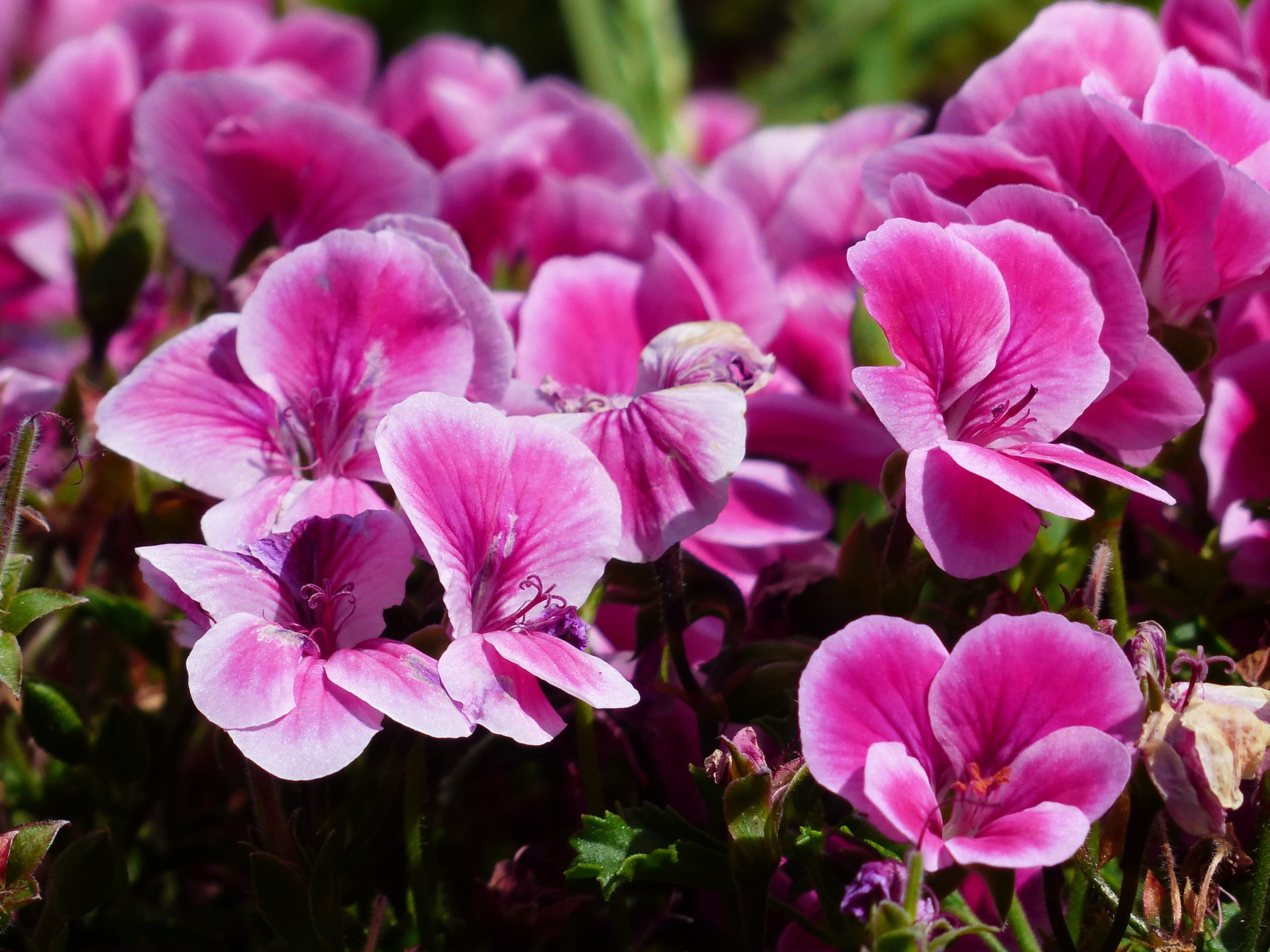regal pelargonium, lilac, pelargonium grandiflorum, springtime, container plant, beauty in nature, flowers, growth, english geraniums, petal, colorful, HD Wallpaper