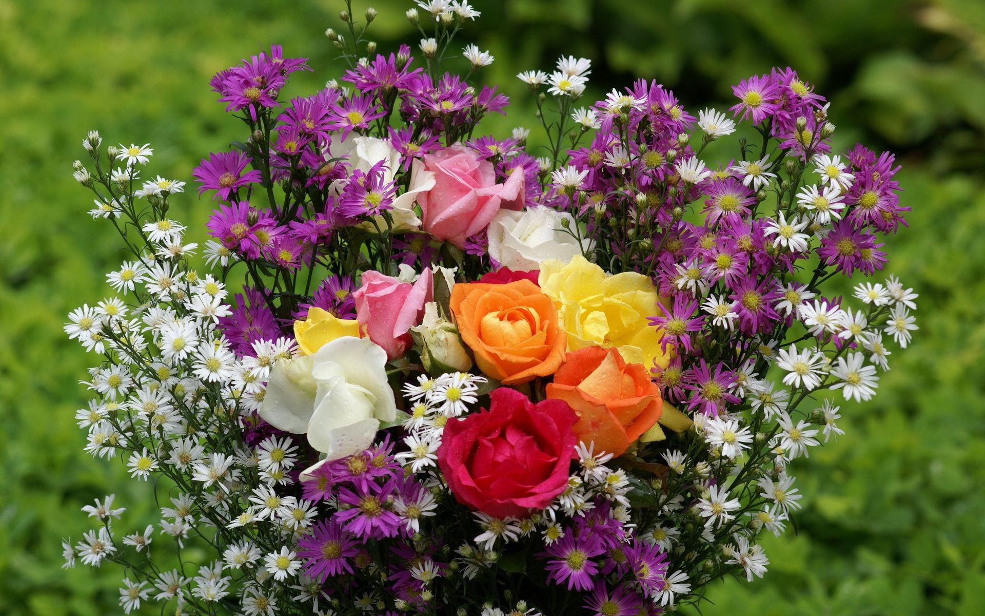 flowers, roses, nature, 3d and abstract, 1080P, wild, HD Wallpaper
