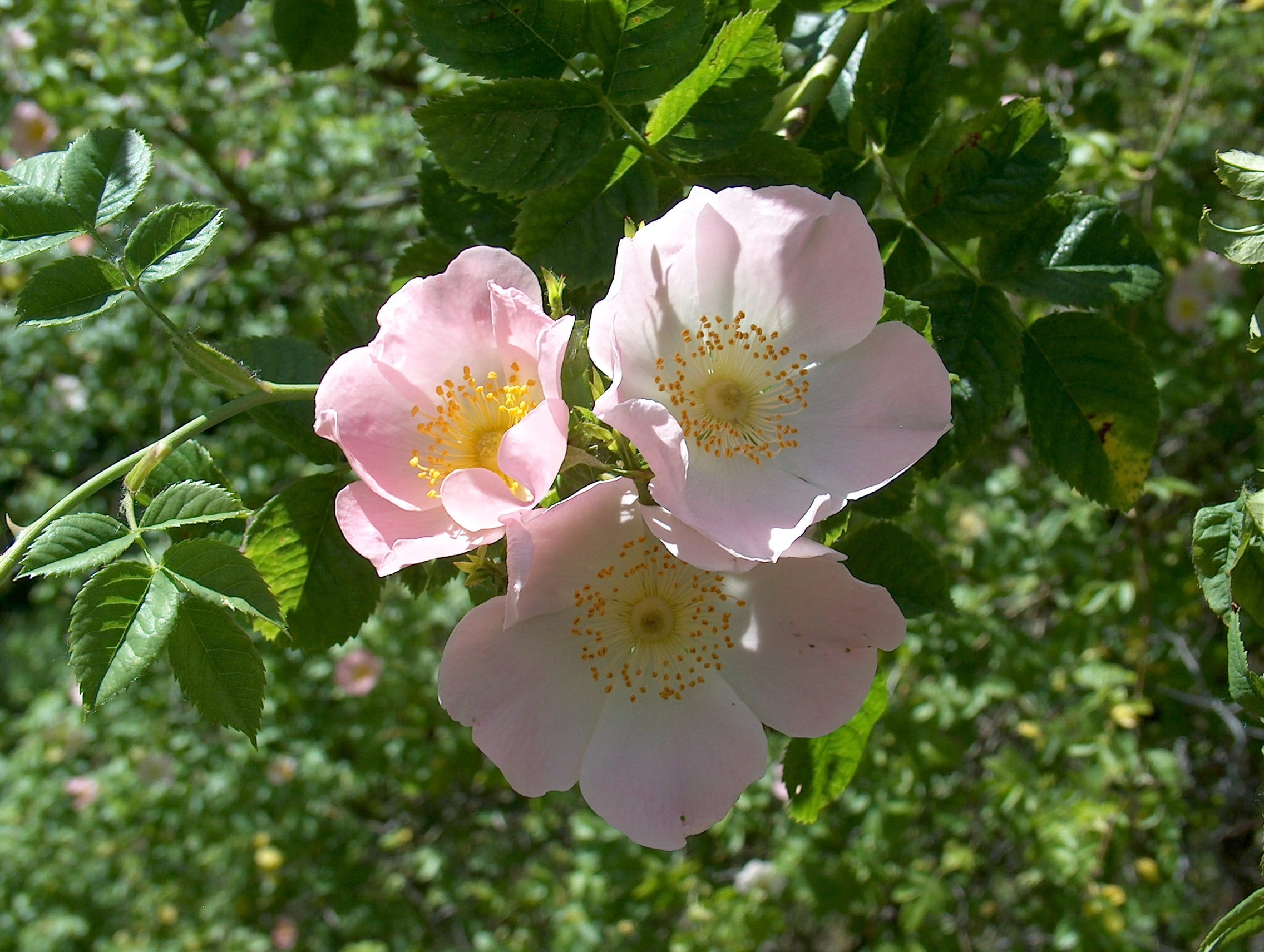 springtime, rose greenhouse, outdoors, Wild Rose, leaf, no people, inflorescence, plant part, pink color, beauty in nature, pollen, nature, vulnerability, HD Wallpaper