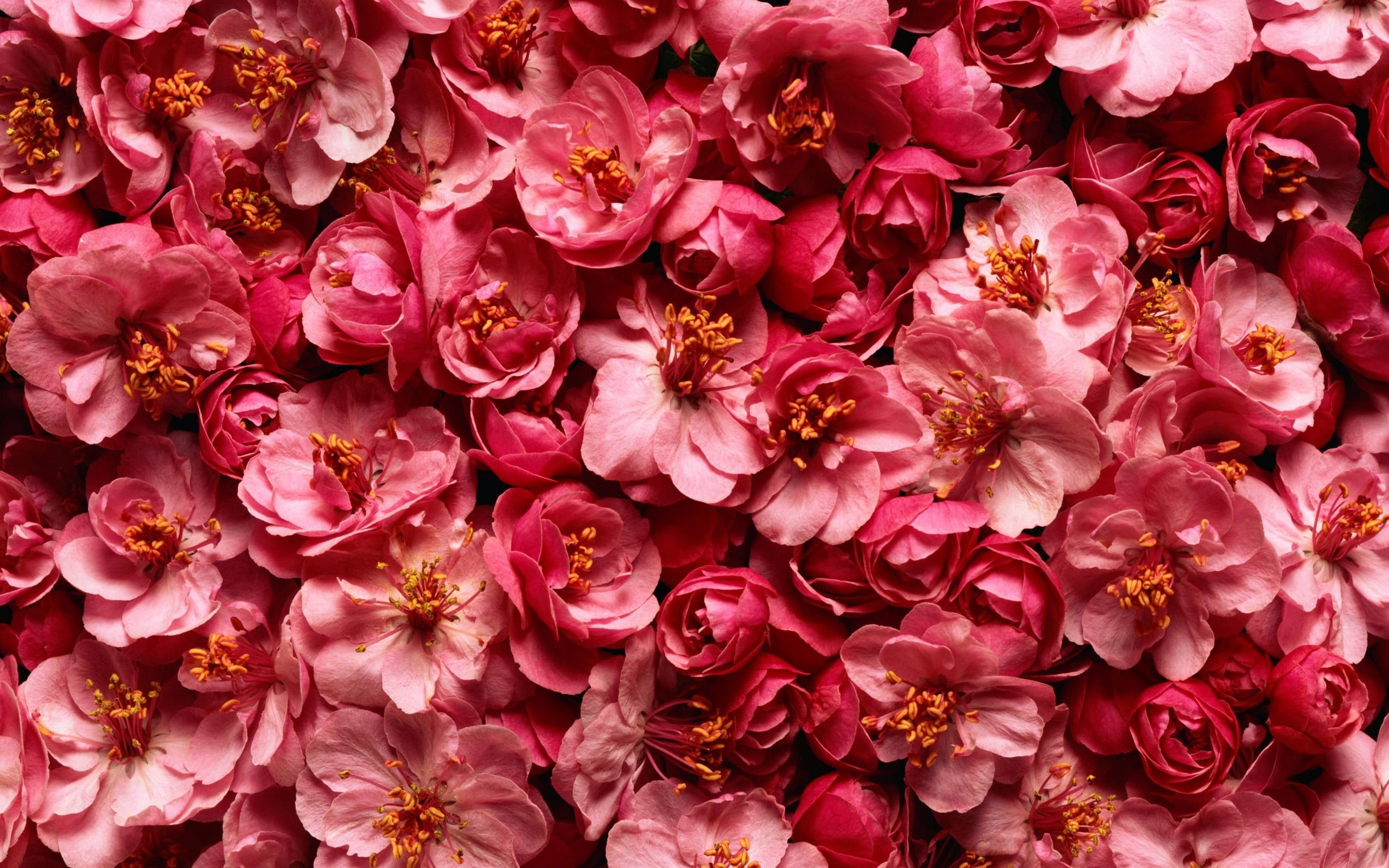 fragility, flower arrangement, springtime, outdoors, backgrounds, love, growth, gift, vulnerability, high angle view, rose - Flower, flower Head, decoration, HD Wallpaper