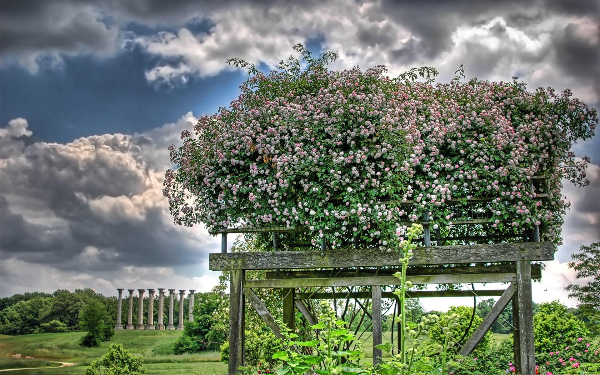 garden, trees, clouds, 1080P, 3d and abstract, wild, roses, beautiful, HD Wallpaper