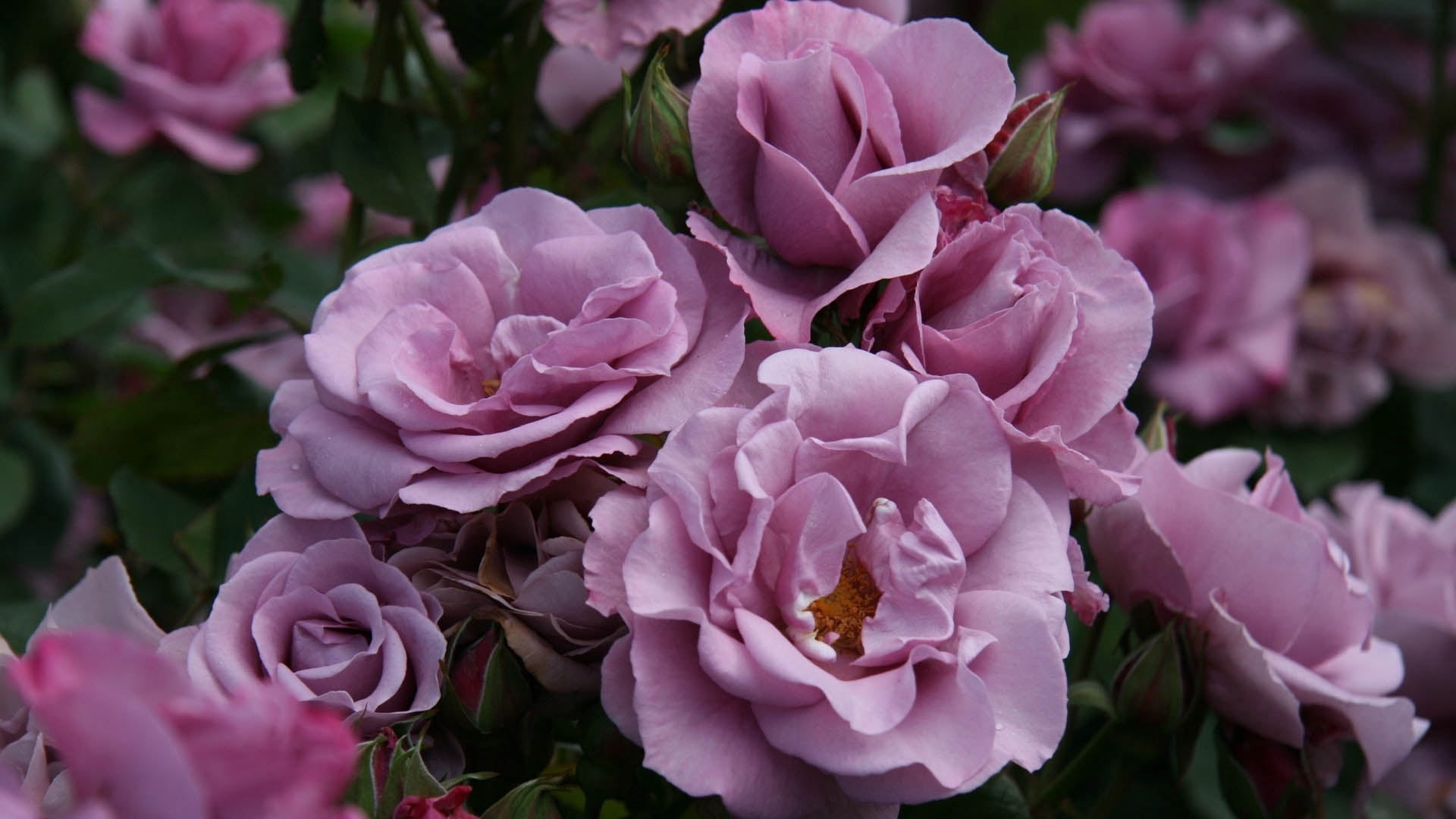 love, bunch of flowers, beauty In Nature, wedding, day, rose - Flower, outdoors, rose, elegance, pollen, pink, petals, springtime, summer, celebration, HD Wallpaper