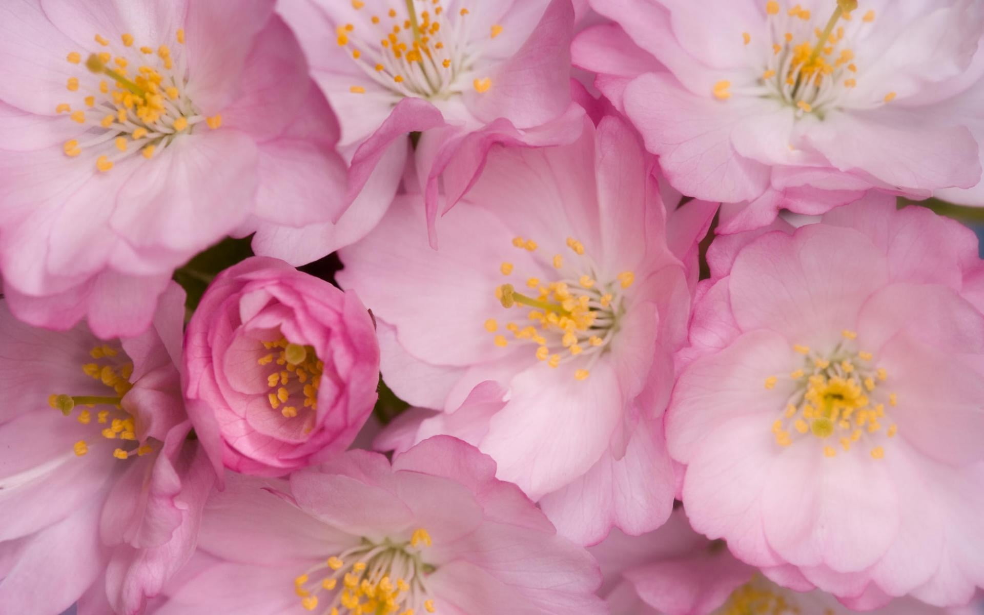 wild roses, full frame, blossom, petal, single Flower, bouquet, pink, leaf, softness, season, macro, red, beauty, pink Color, chrysanthemum, backgrounds, HD Wallpaper