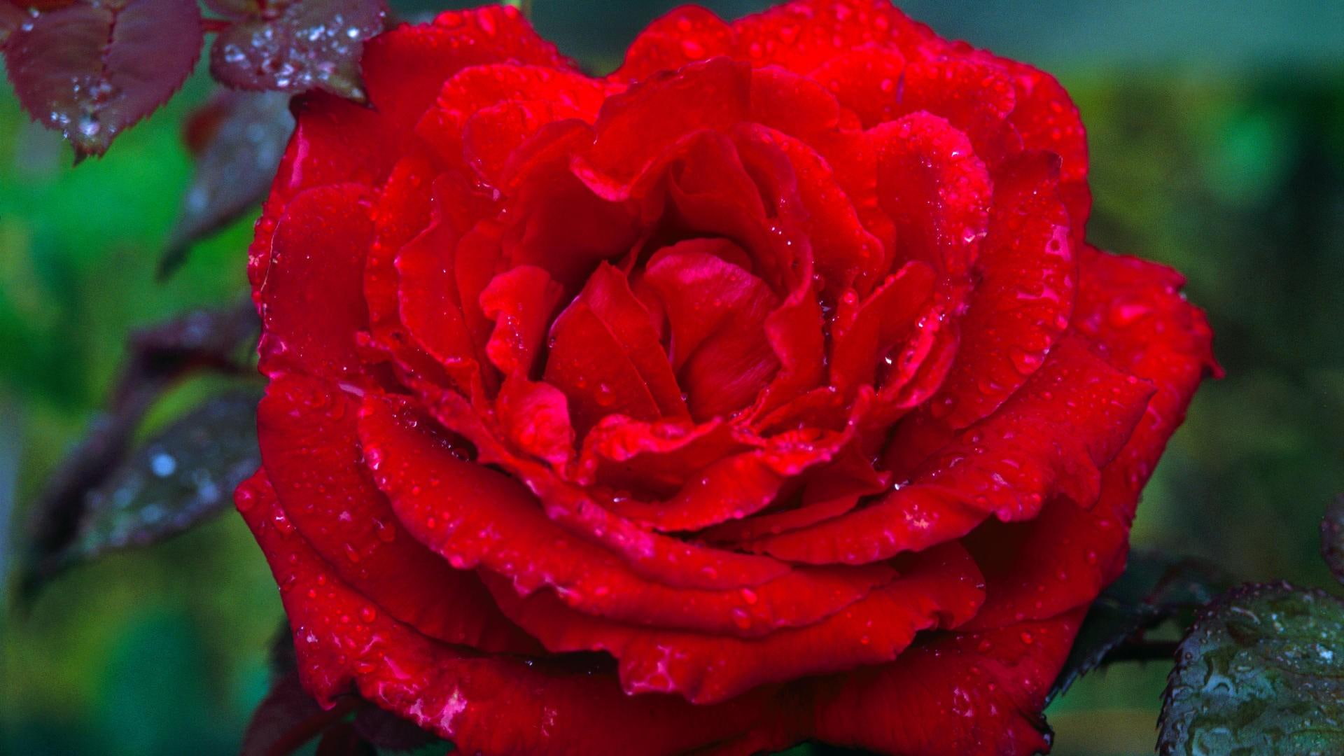 dark, rose, beautiful, red, wildrose, wild, 3d and abstract, deep, 1080P, HD Wallpaper