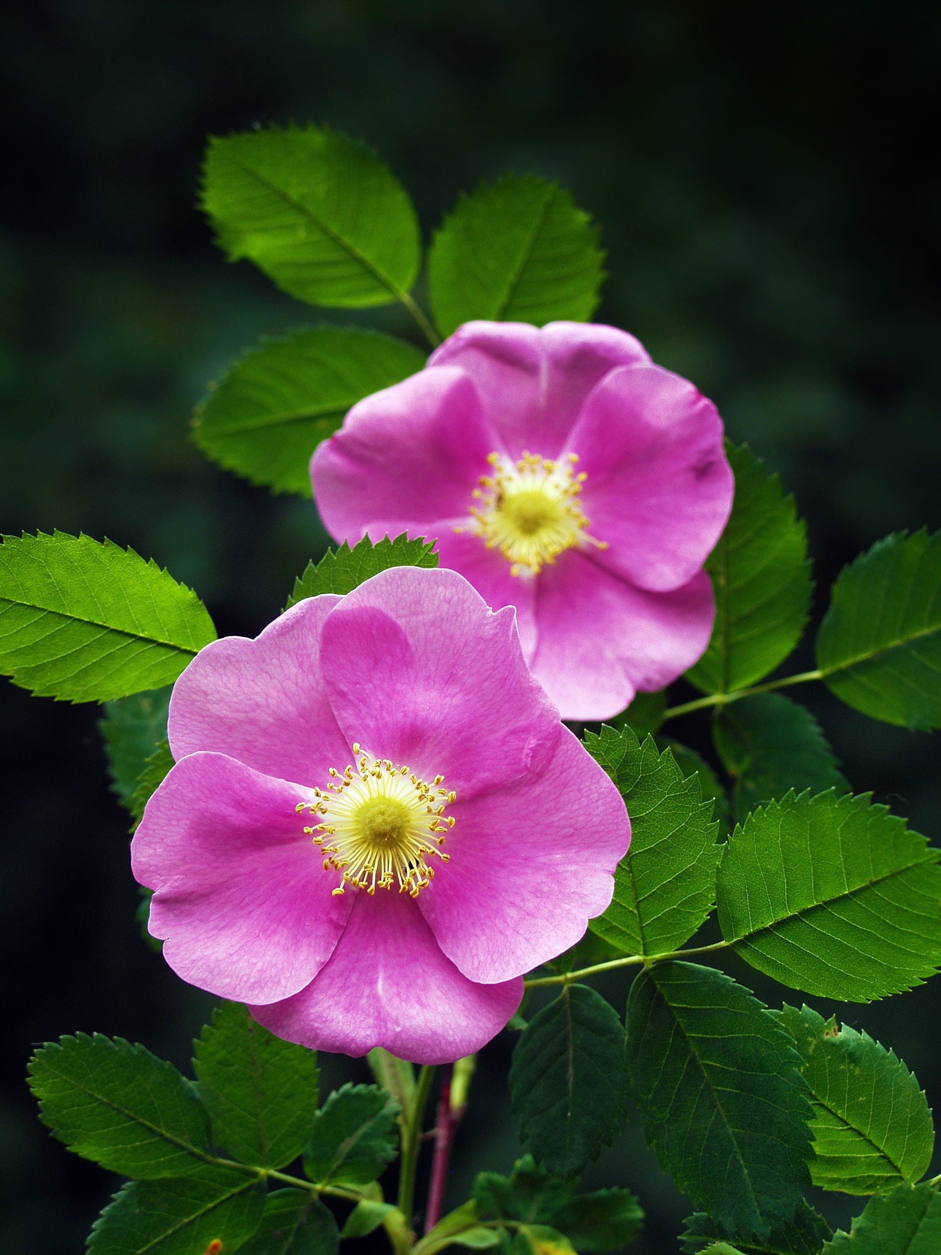 plant, pollen, petal, flowering plant, plant part, 2K, outdoors, leaf, pink, nature, garden, freshness, growth, beauty in nature, day, rose, fragility, Phone HD Wallpaper