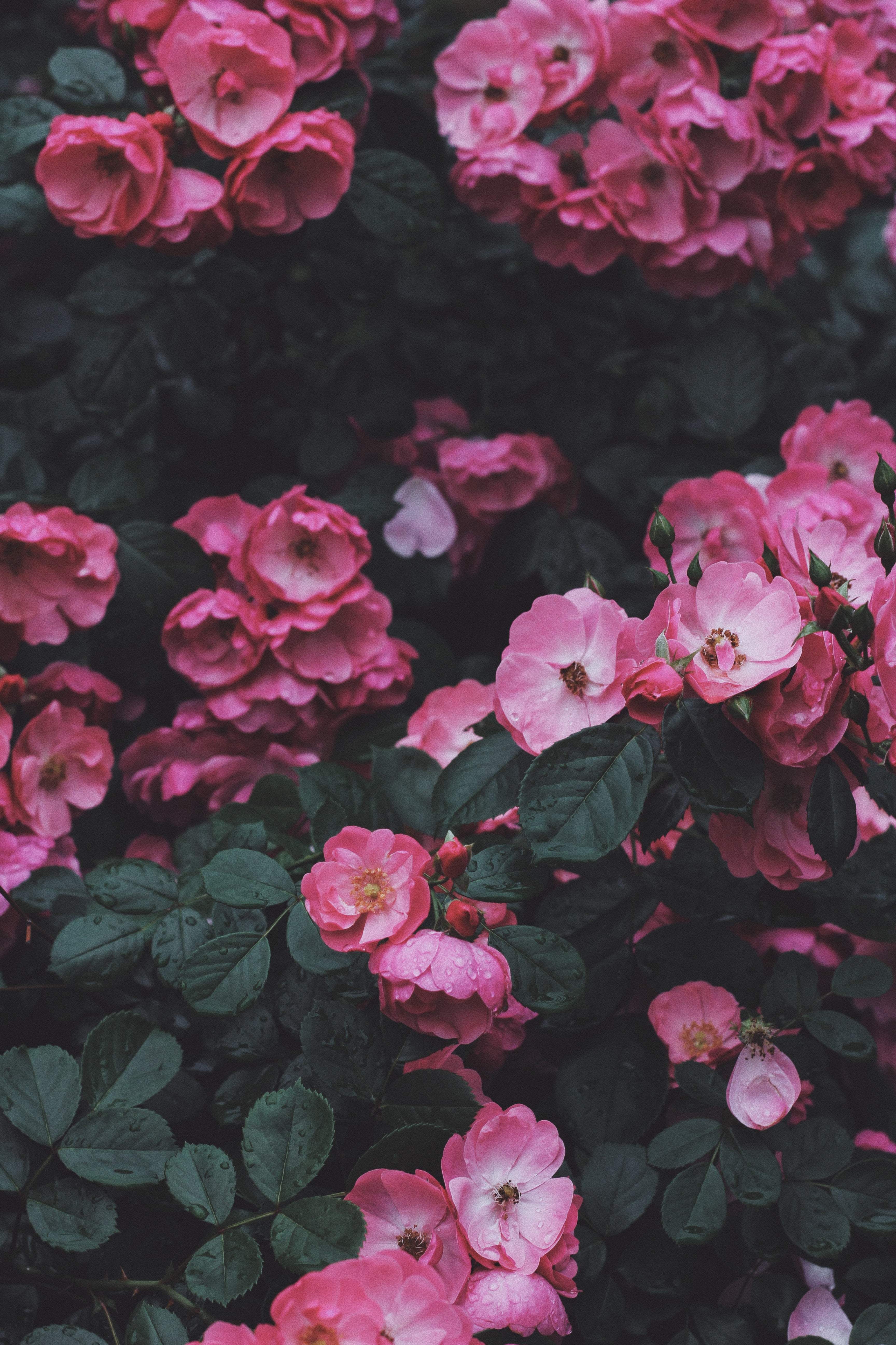 bunch of flowers, no people, close-up, blossom, 5K, pink, outdoors, high angle view, pink color, leaf, plant part, flower head, freshness, botany, flower, Phone HD Wallpaper