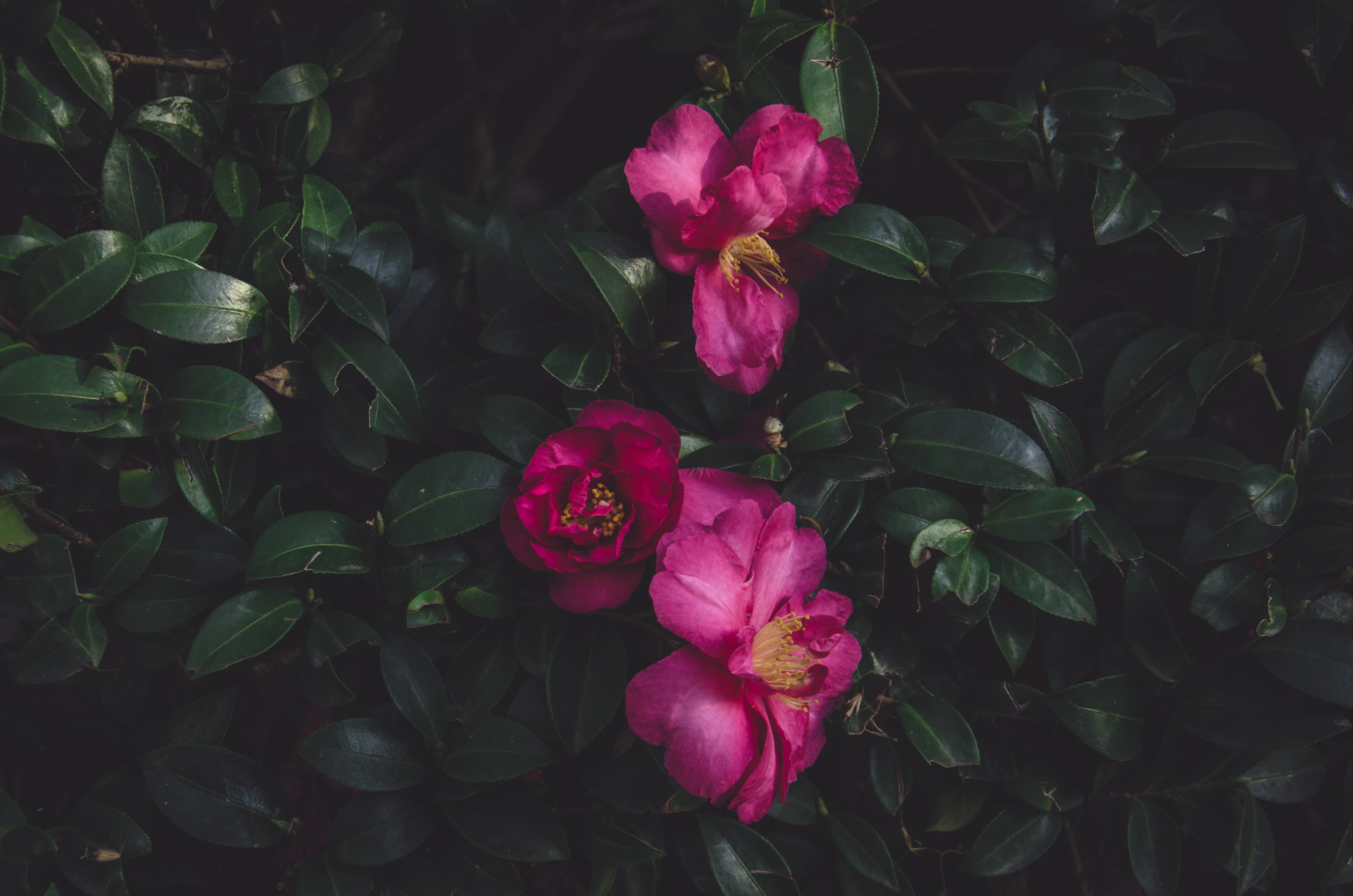 pink, outdoors, growth, plant, leaf, no people, beauty in nature, purple, bush, green color, day, inflorescence, 2K, plant part, flowers, flower, petals, HD Wallpaper