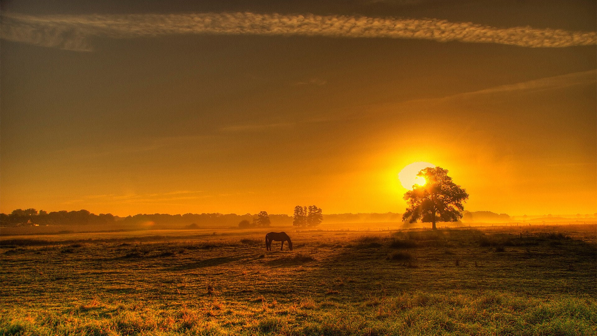 grass, orange color, beautiful photos of nature scenery  1920x1080, animal, sky, livestock, mammal, outdoors, animal wildlife, vertebrate, environment, HD Wallpaper