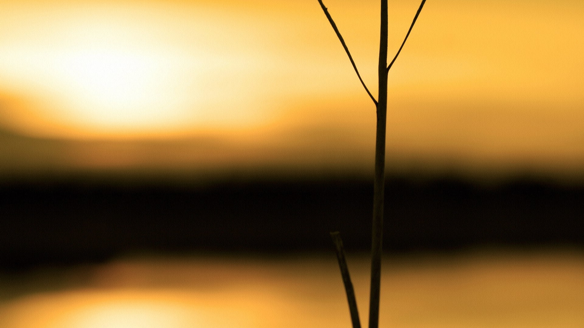 orange color, tranquility, copy space, no people, silhouette, close-up, nature, sunset, beautiful photos of nature scenery  1920x1080, sunlight, beauty in nature, HD Wallpaper