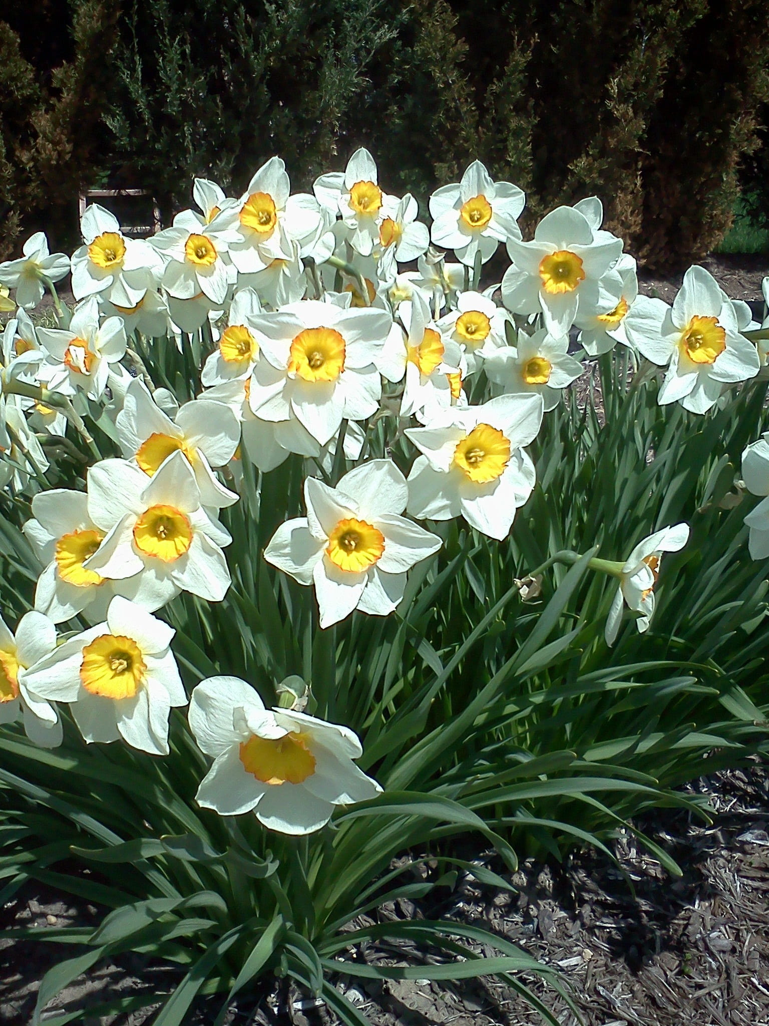 nature, field, plant, yellow, spring, no people, vulnerability, land, freshness, narcissus, daffodil, inflorescence, close-up, petal, plants, day, white color, Phone HD Wallpaper
