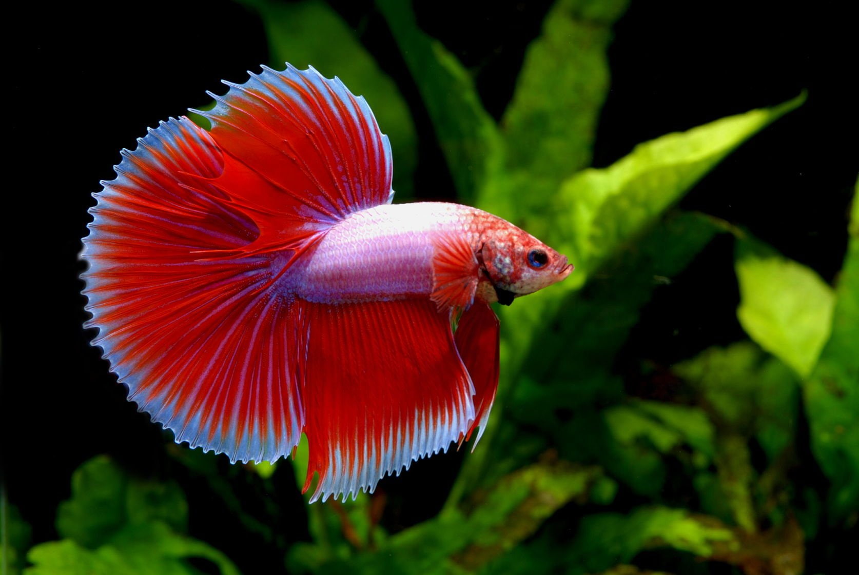 psychedelic, fish, Fighting, betta, 720P, Siamese, tropical, underwater, HD Wallpaper