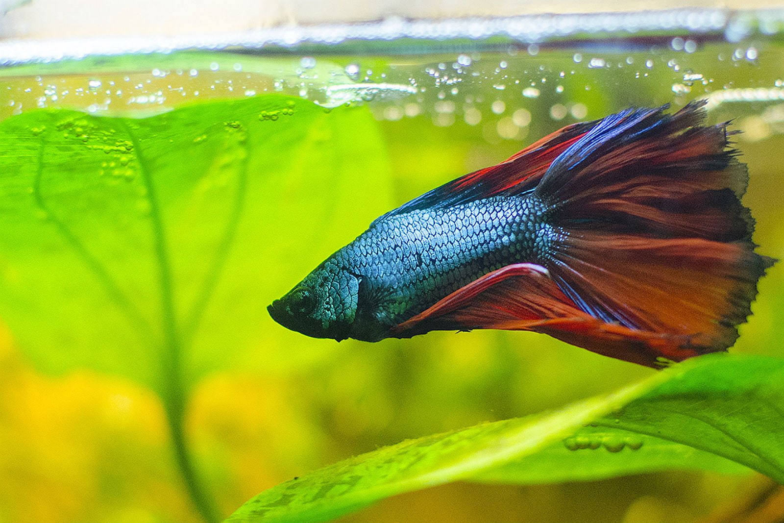 betta, motion, animal themes, animal head, animals in the wild, vertebrate, psychedelic, animal body part, water, animal wildlife, beauty in nature, tropical, HD Wallpaper