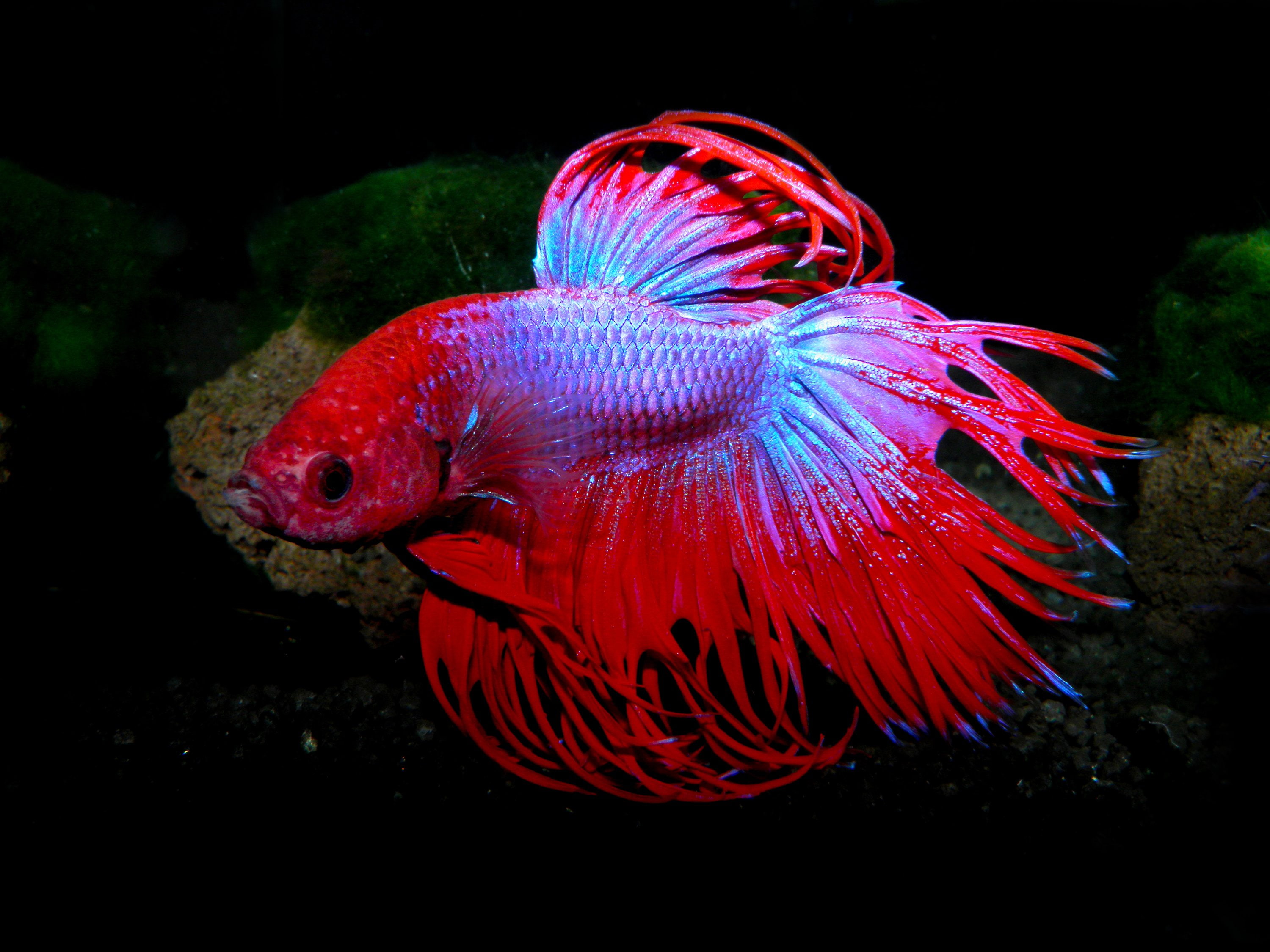animal themes, no people, underwater, animal wildlife, sea, tropical, aquarium, fish, animals in the wild, vertebrate, swimming, animal, nature, marine, HD Wallpaper