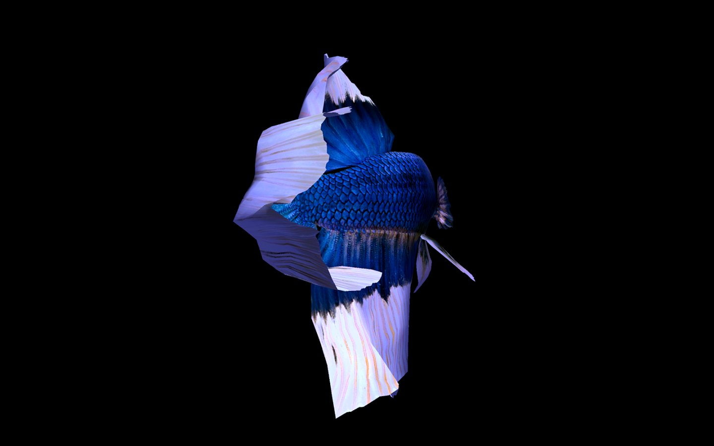 tropical, purple, betta, studio shot, textile, cut out, fish, 720P, casual clothing, obscured face, costume, indoors, clothing, blue, full length, one person, HD Wallpaper