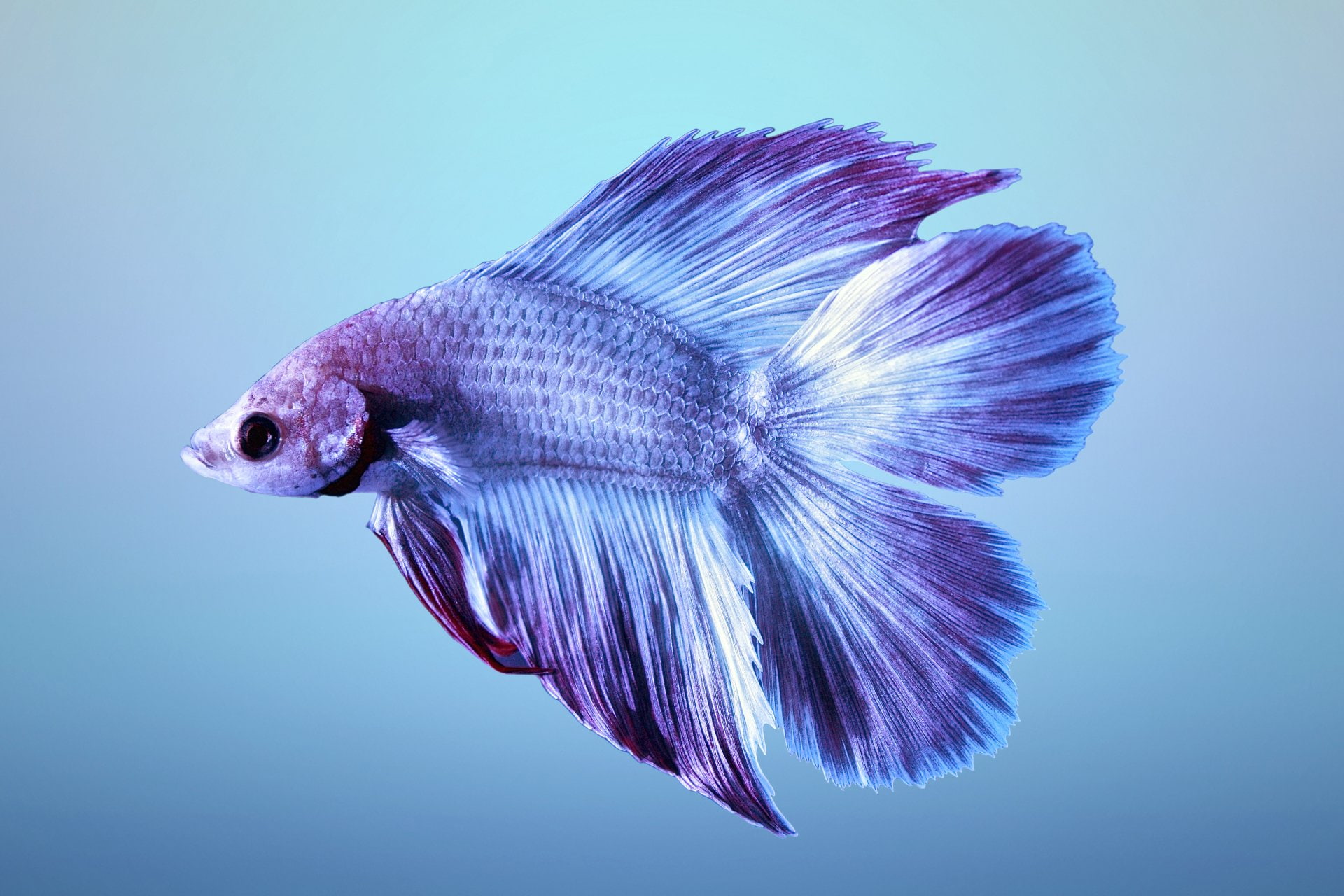 Siamese Fighting Fish, Animal, 1080P, Betta, HD Wallpaper