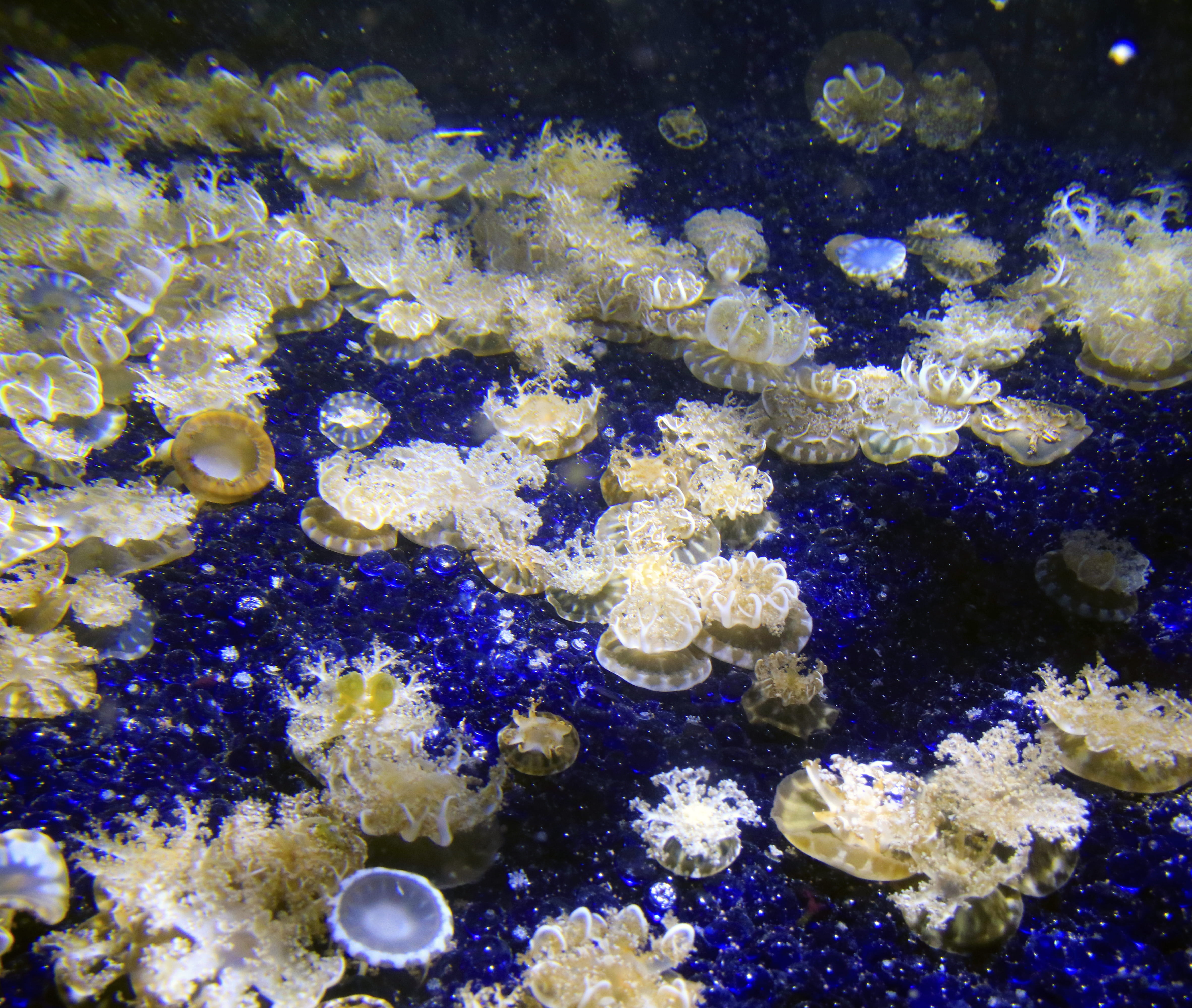 salt, underwater, sparkle, school of fish, blue and white, 4K, saltwater, unique, blue, cream, vertebrate, undersea, sparkling, white, ocean, coral, invertebrate, HD Wallpaper