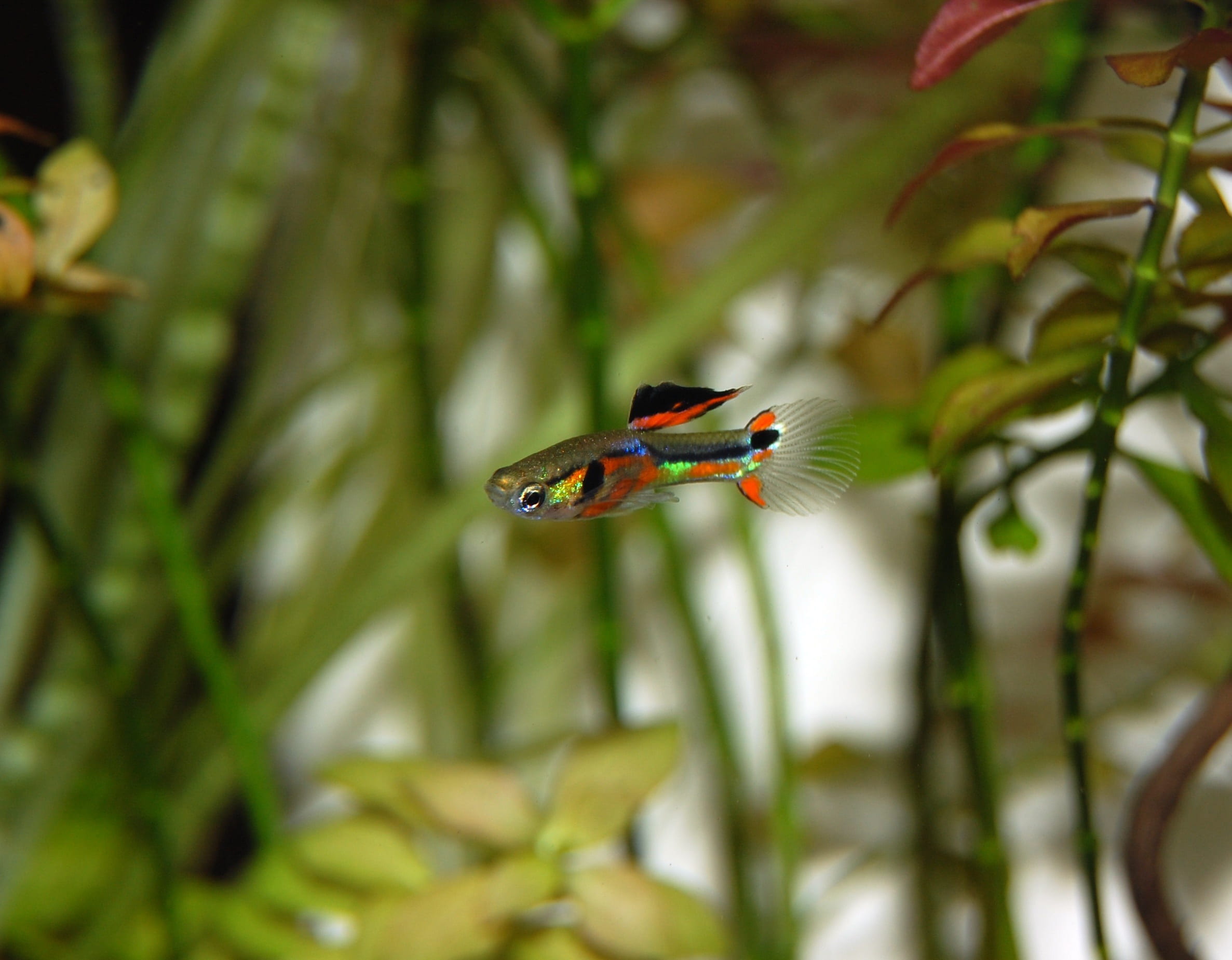 fish, pollination, colorful, animal, no people, water, toy, plant, focus on foreground, animals in the wild, animal wing, selective focus, animal themes, HD Wallpaper