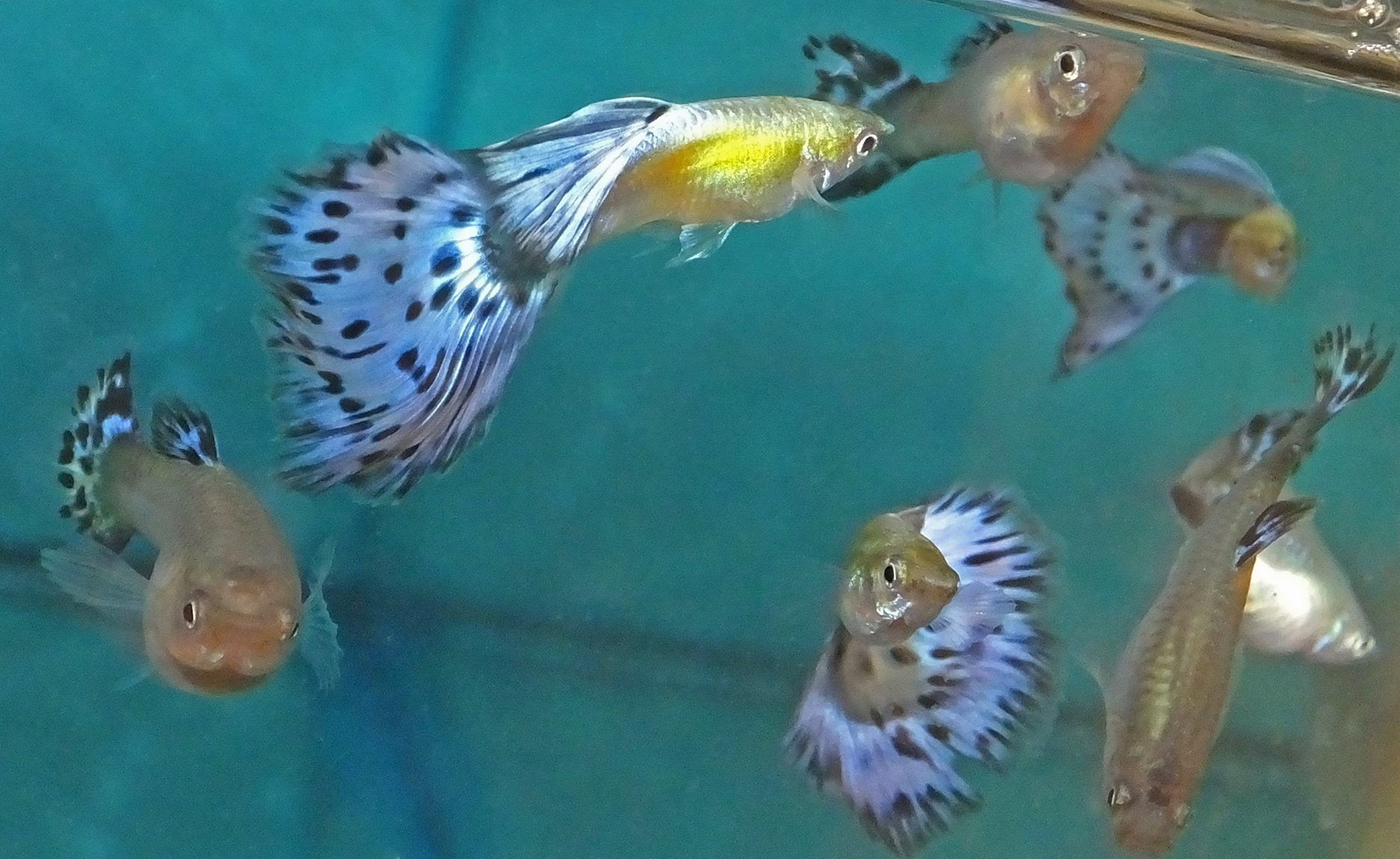 guppy, tropical, fish, 720P, HD Wallpaper