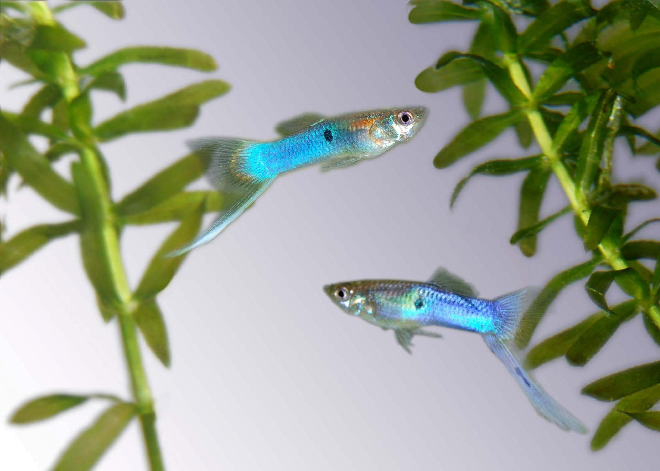 blue, studio shot, vertebrate, plant, animal head, lizard, animal themes, animal wildlife, one animal, 1080P, nature, fish, guppy, animal scale, animal, HD Wallpaper