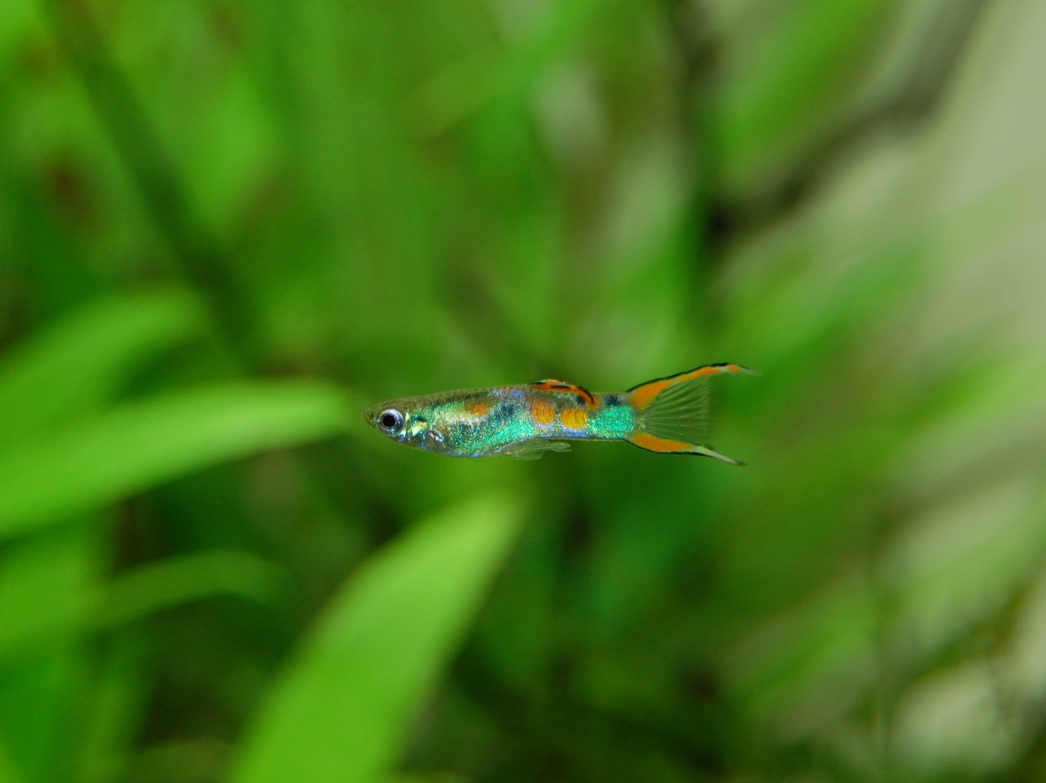 bird, 1080P, marine, selective focus, close, outdoors, Guppy, animal body part, no people, animal wildlife, colorful, plant, animal themes, flying, underwater world, HD Wallpaper