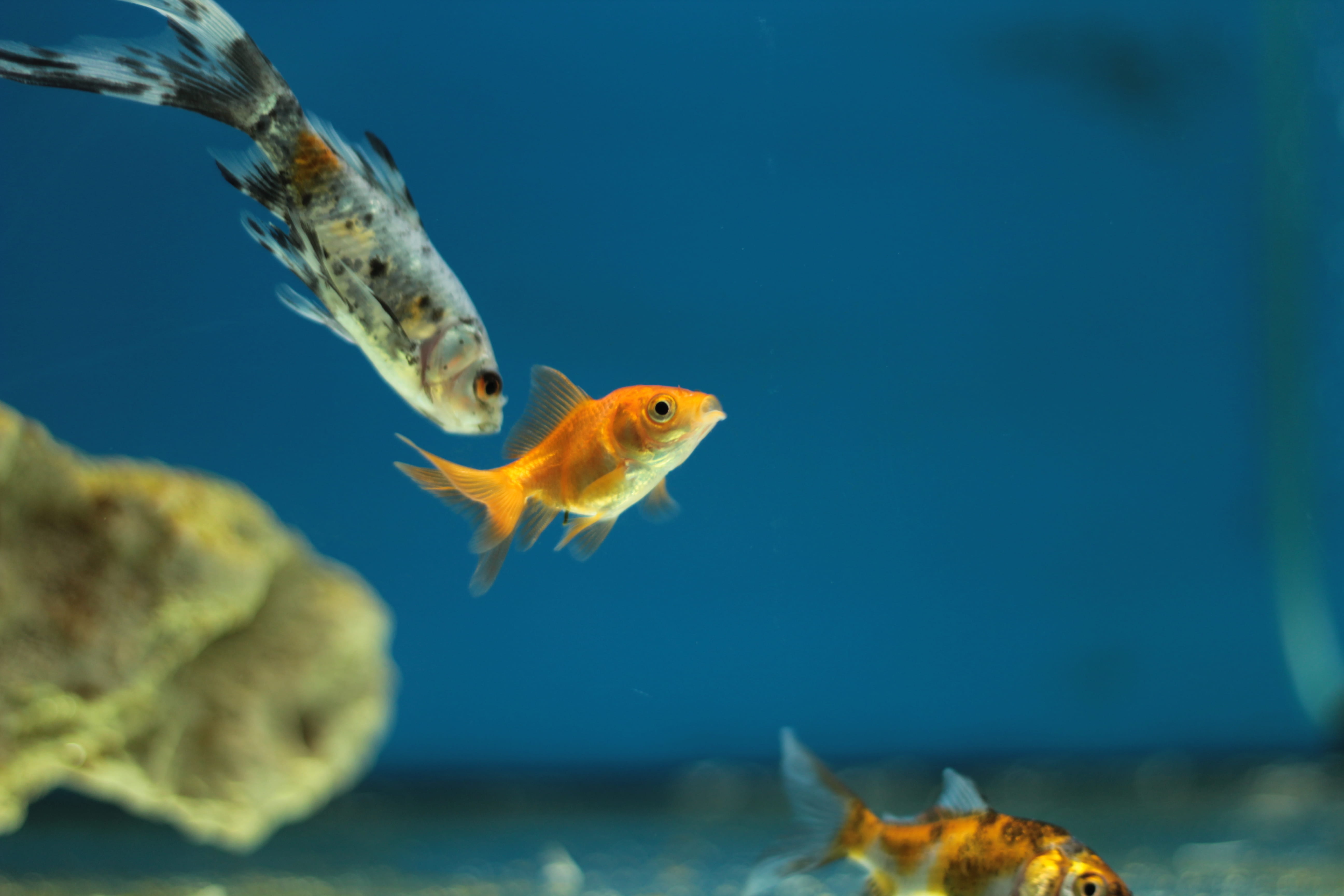 photography, 5K, animal themes, nature, vertebrate, animal wildlife, one animal, marine, goldfish, gold, aquarium, animal, depth, sea, water, pets, orange, HD Wallpaper