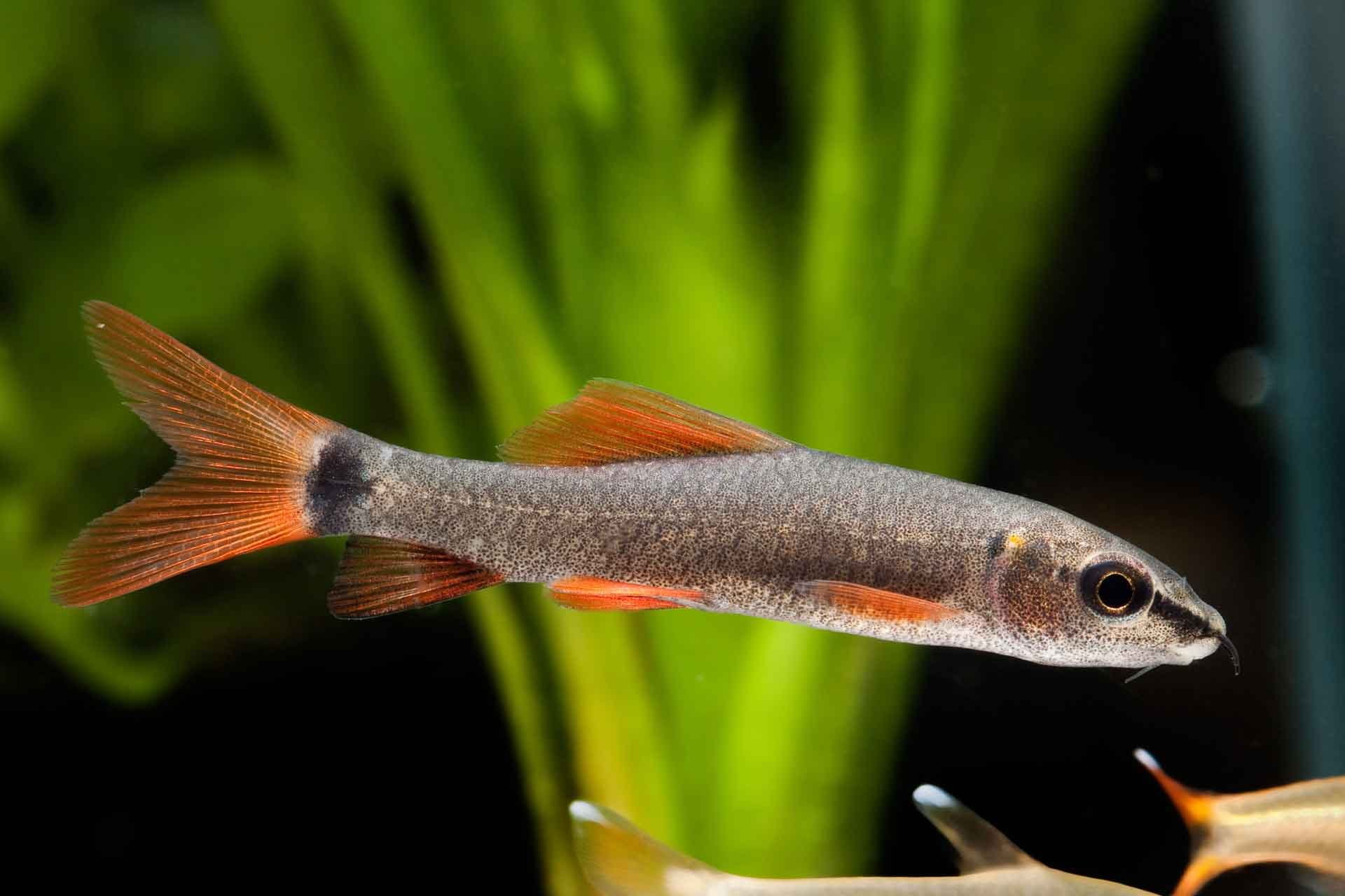 fish, tropical, 1080P, guppy, HD Wallpaper