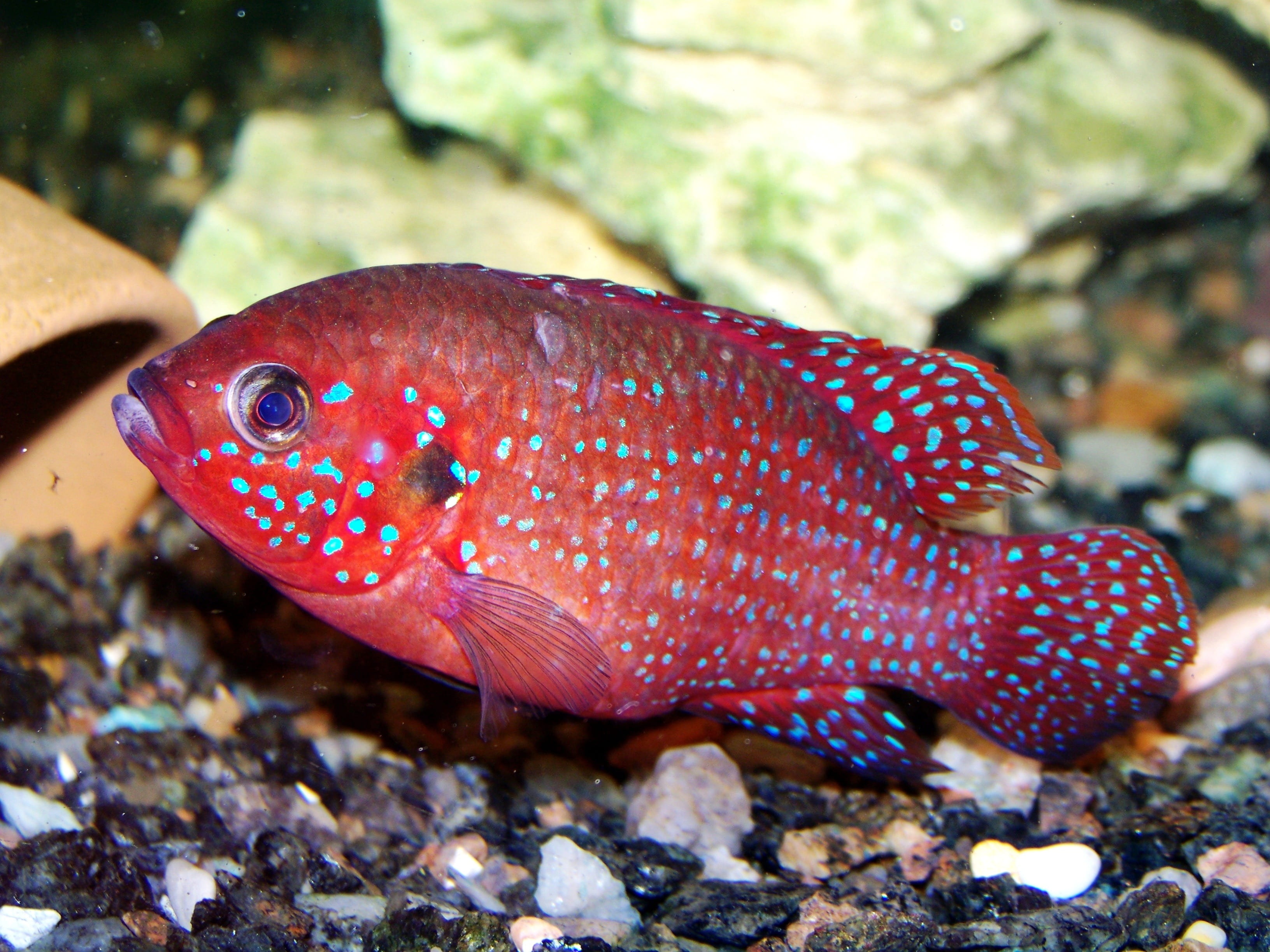 red, 2K, fish, hromis handsome, rock, swimming, undersea, animal wildlife, marine, one animal, focus on foreground, animal themes, solid, underwater, animal markings, HD Wallpaper