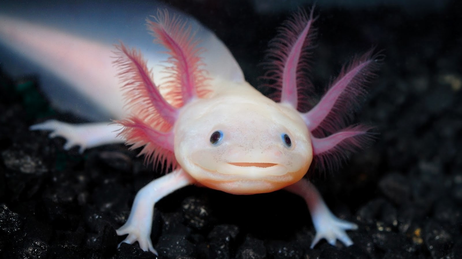 axolotl, 720P, HD Wallpaper