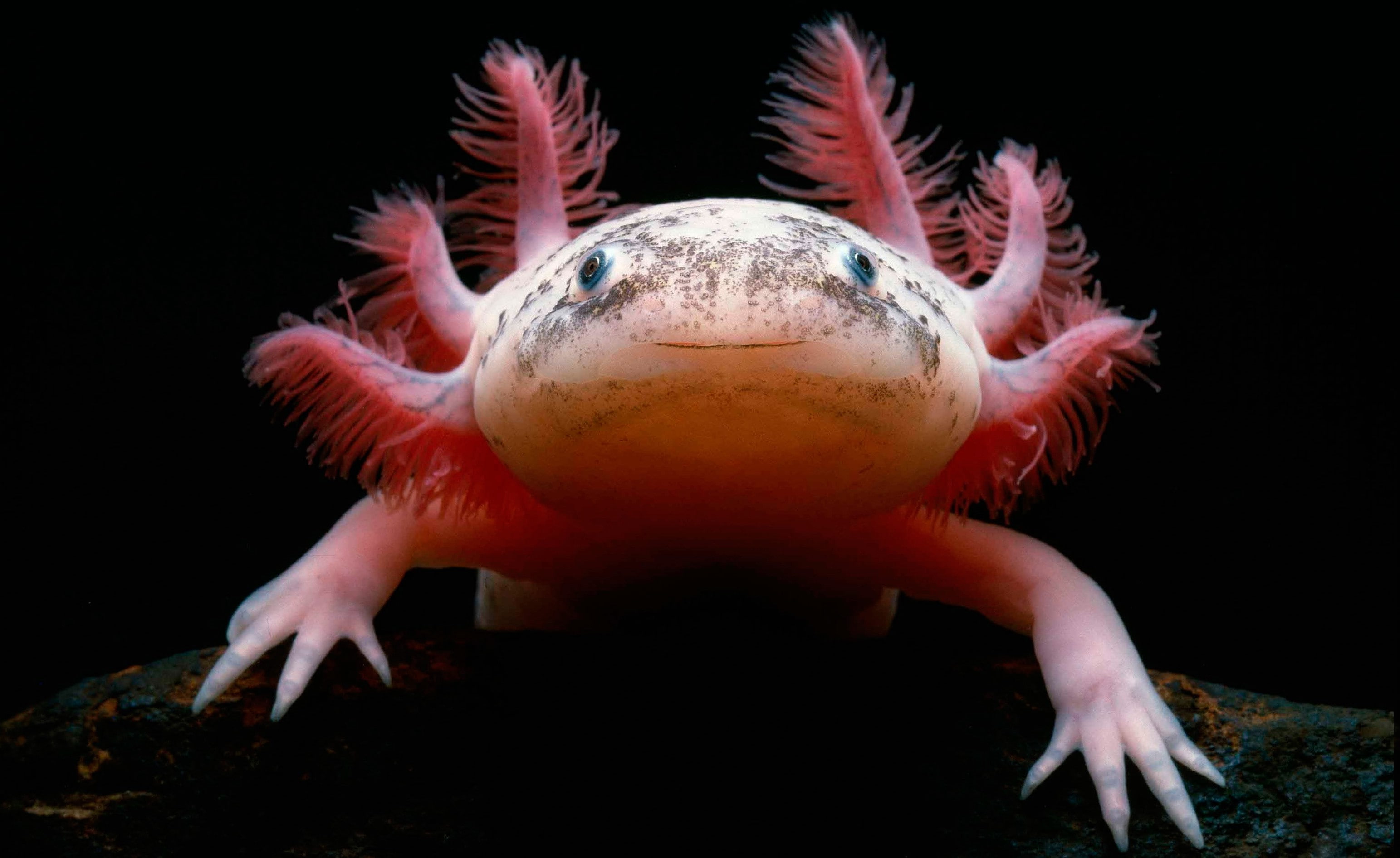 animal themes, marine, underwater, sea, studio shot, animals in the wild, animal eye, 2K, animal wildlife, no people, black background, animals, one animal, HD Wallpaper